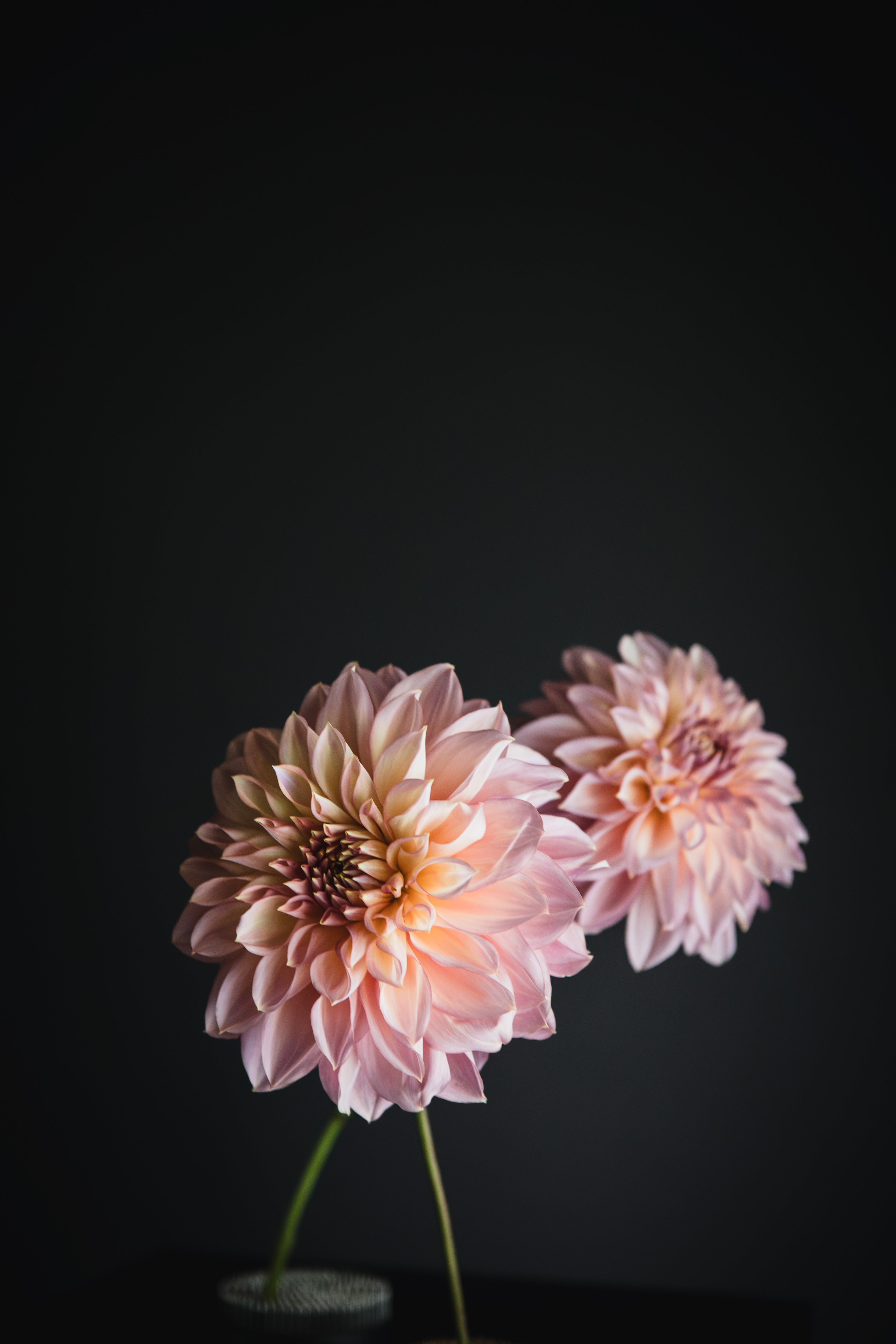 Kotara | Dahlia Tuber