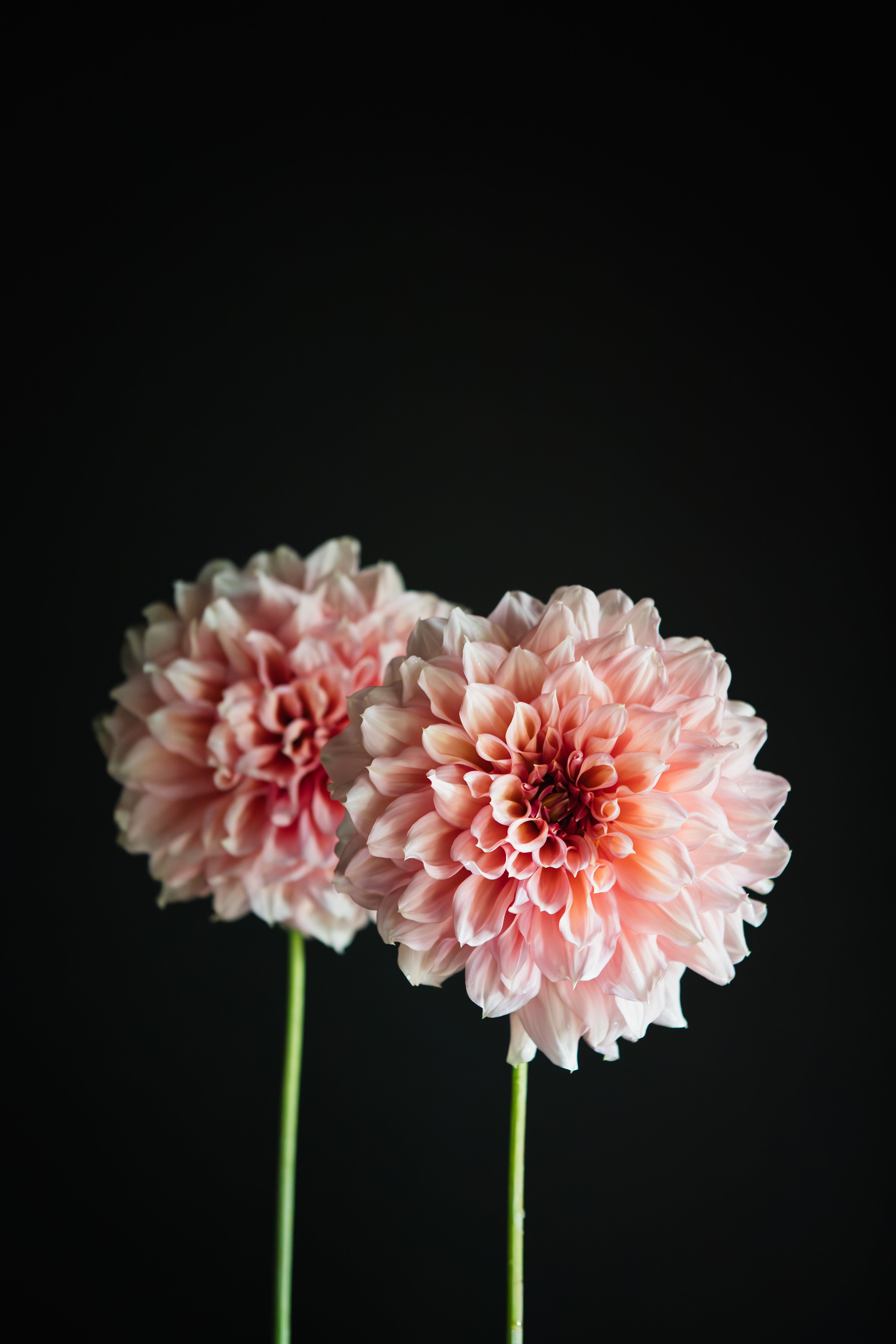 Kotara | Dahlia Tuber