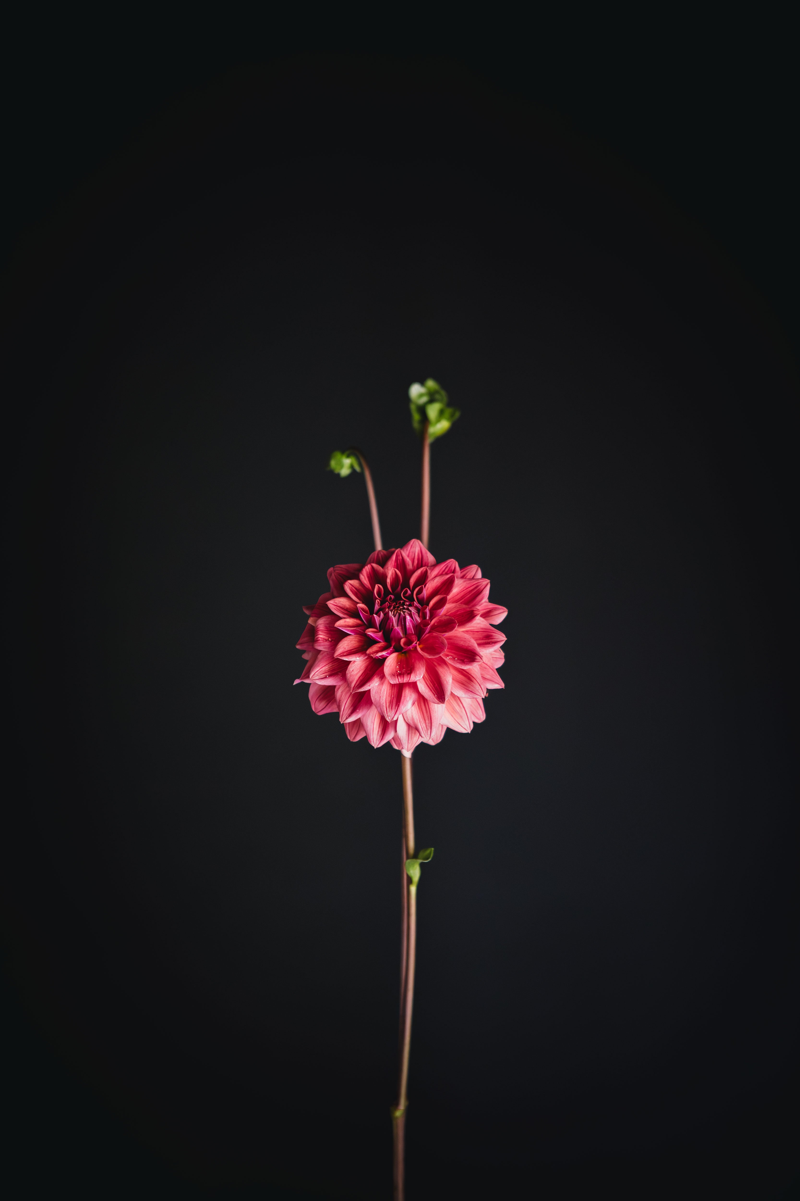 Lileah Russet Rose | Dahlia Tuber