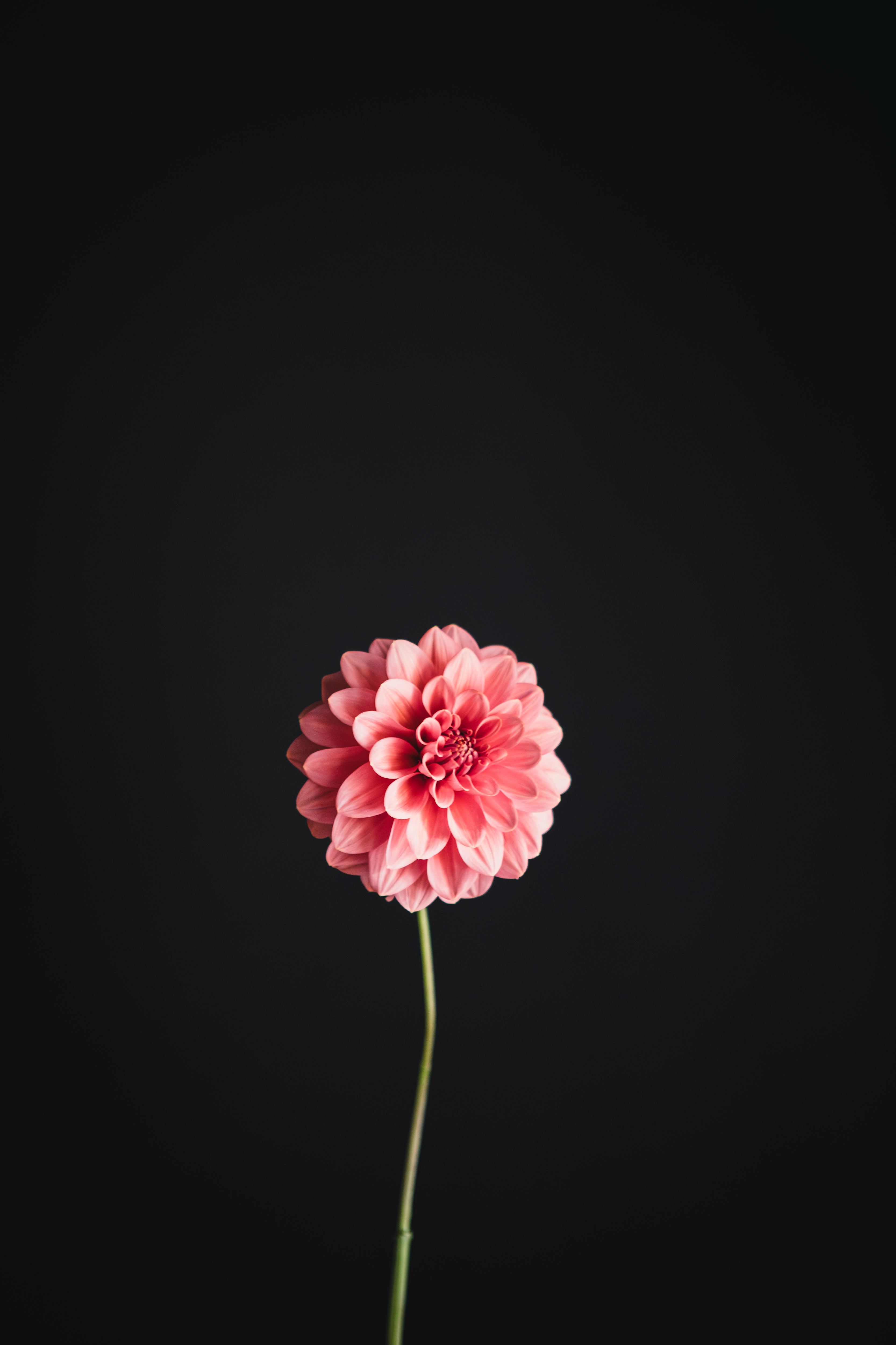 Lileah Summertime | Dahlia Tuber