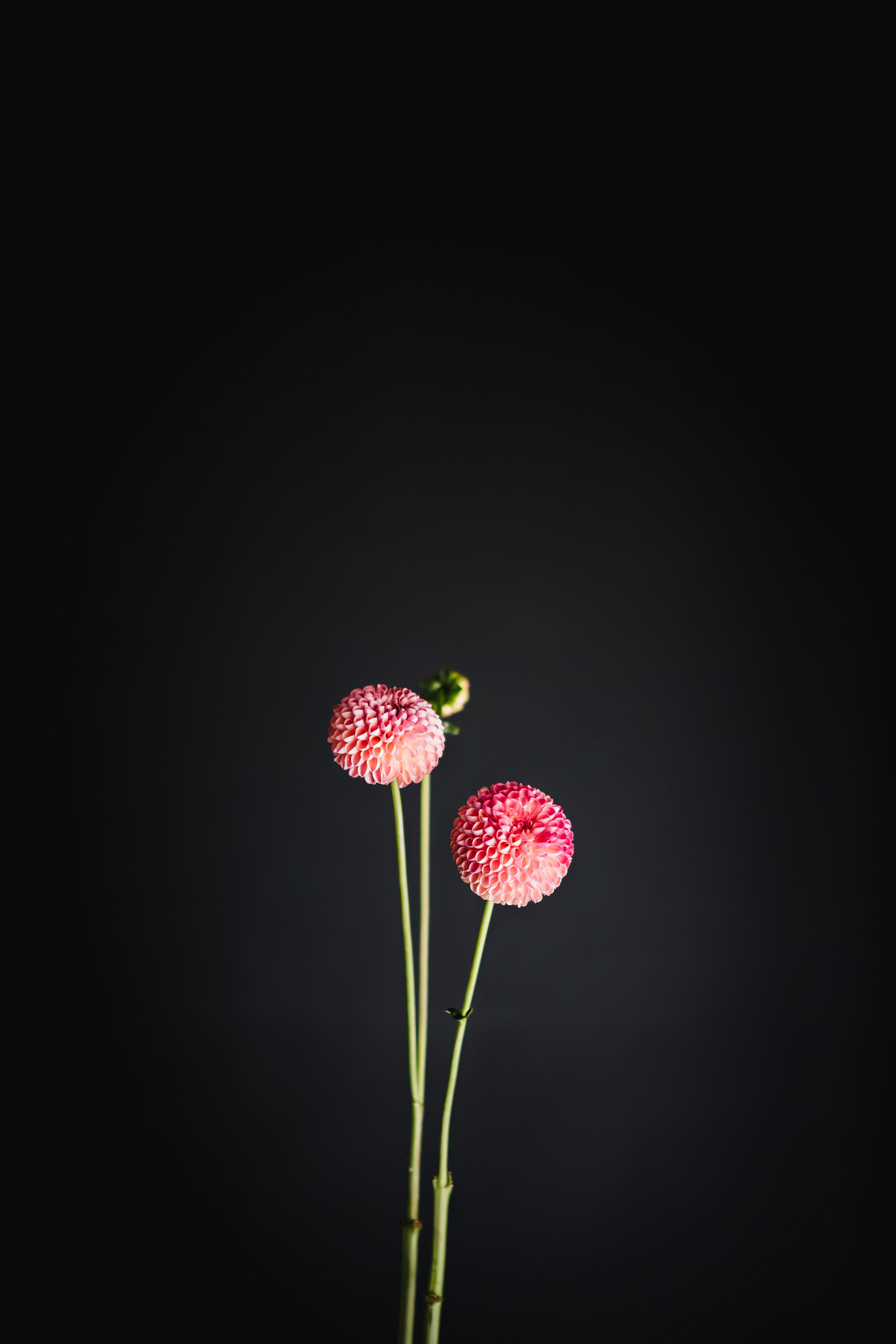 Little Peaches | Dahlia Tuber