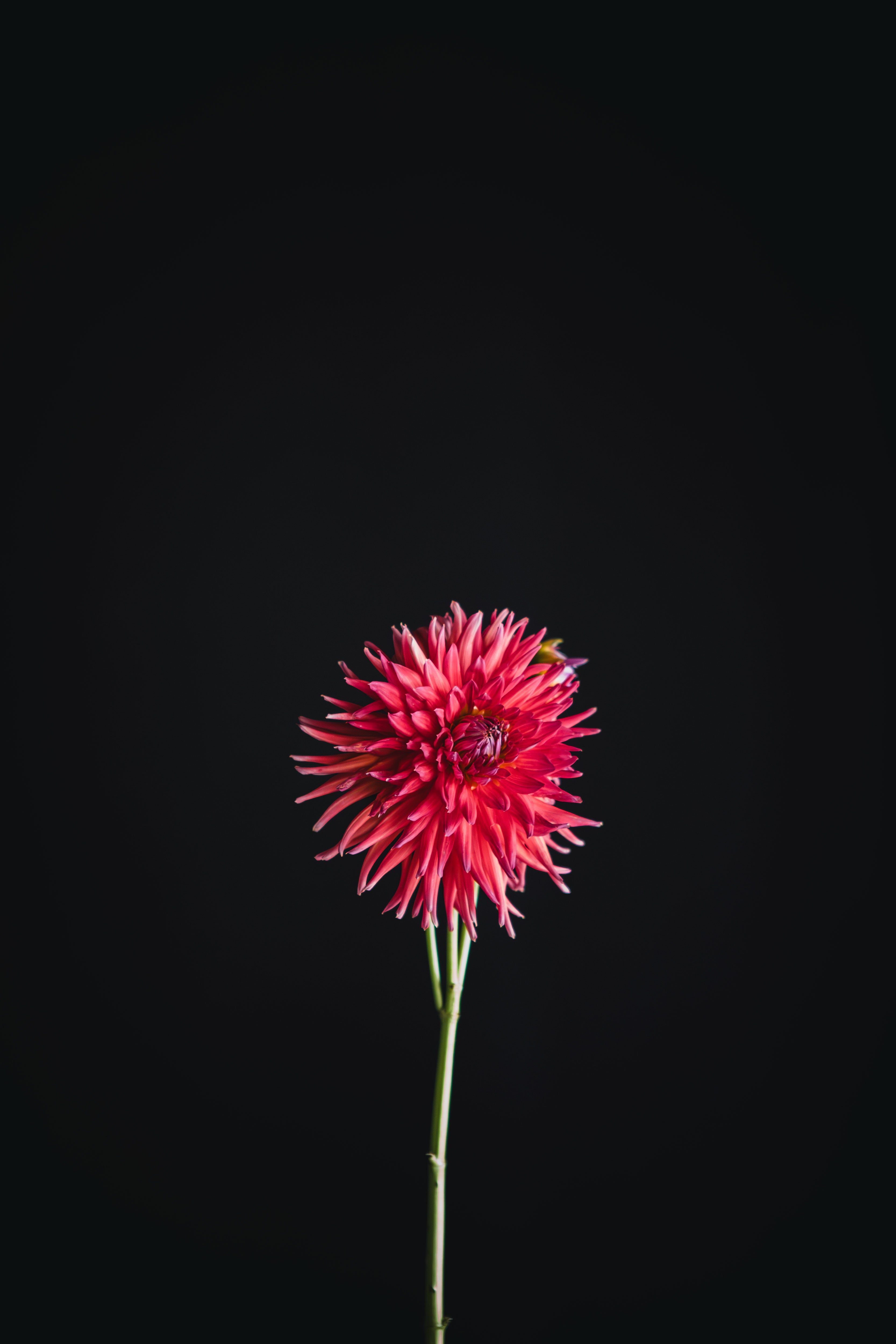 Longwarry Euvani | Dahlia Tuber