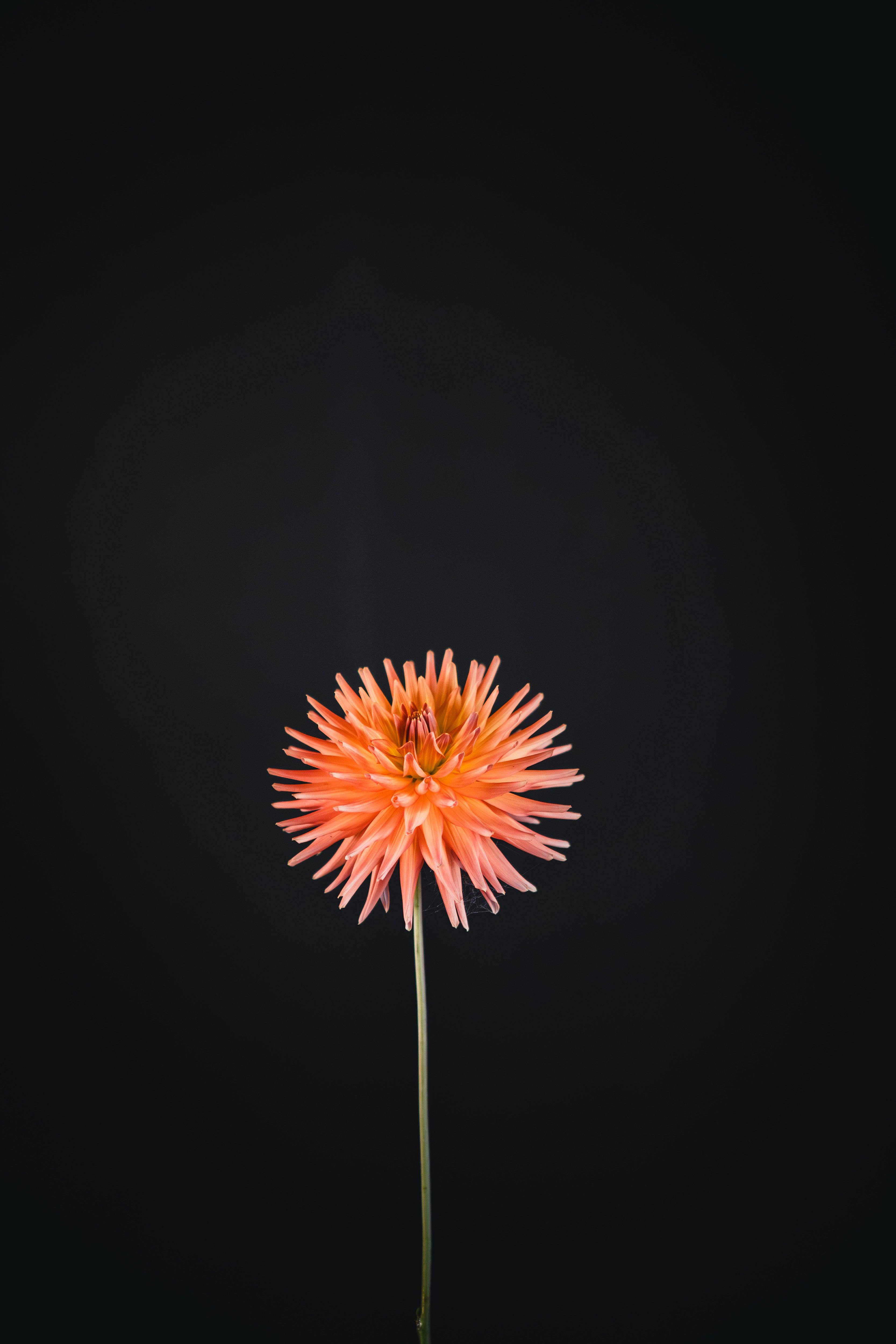 Longwarry Kelly | Dahlia Tuber