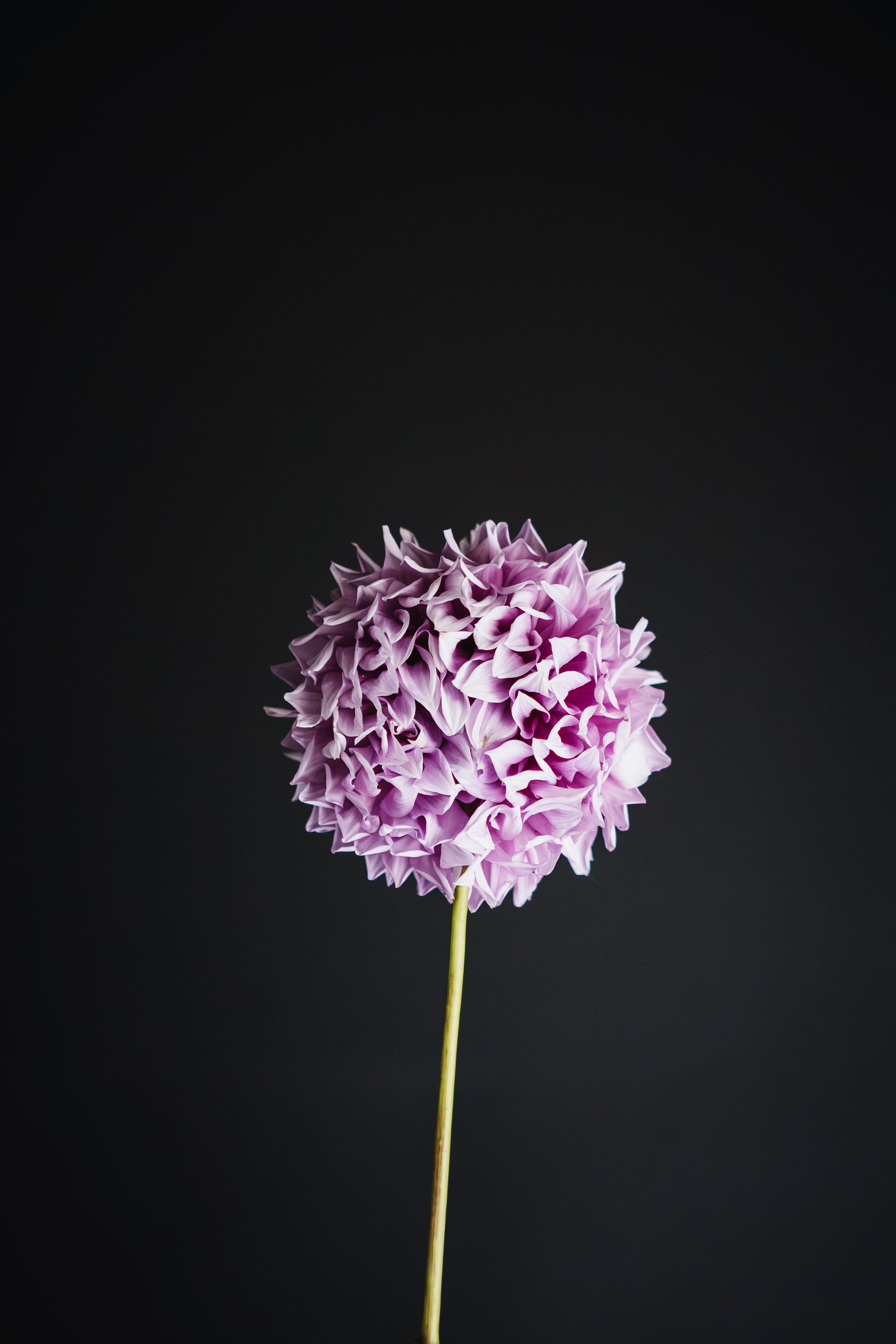 Marshmallow | Dahlia Tuber