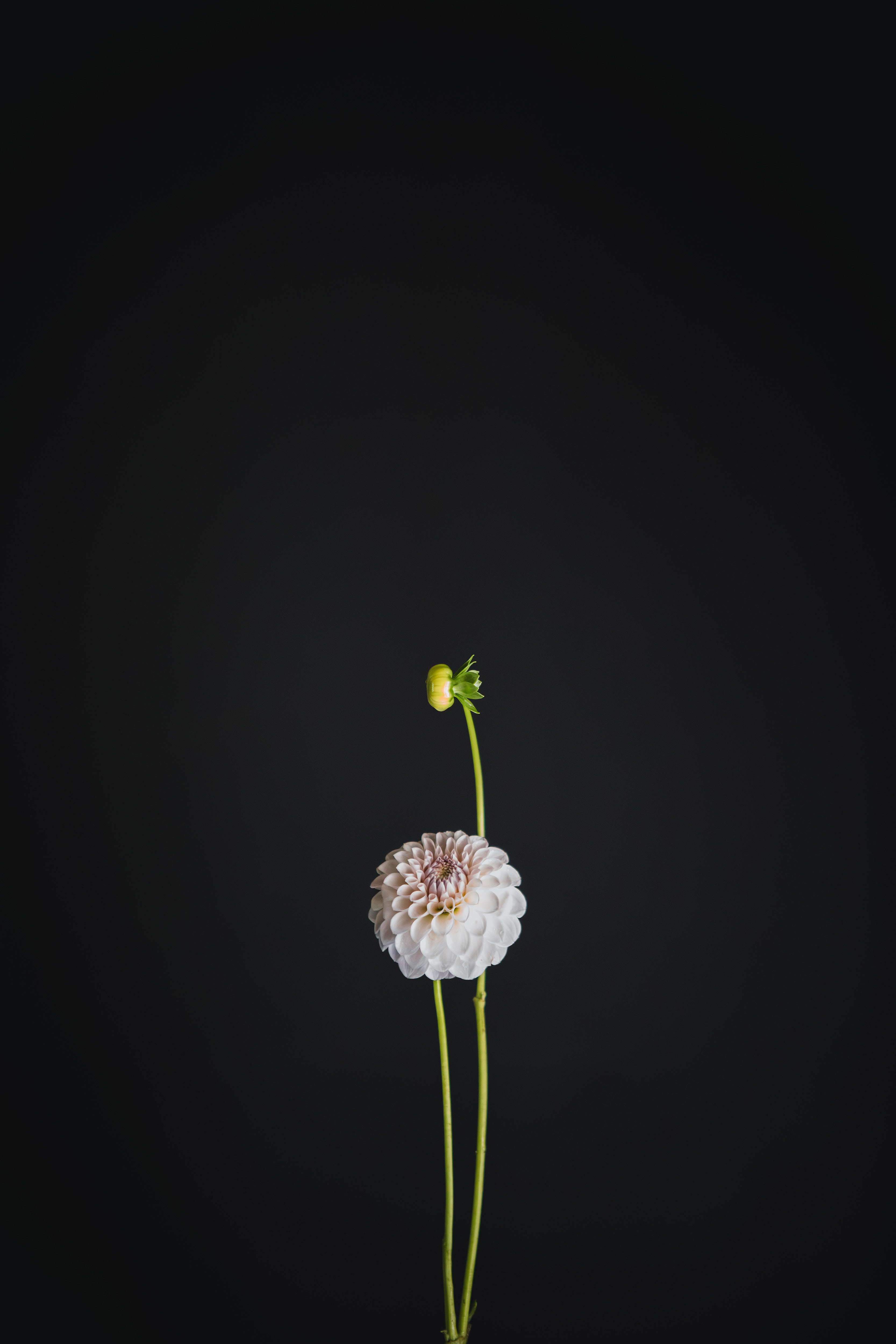 Megan Dean | Dahlia Tuber