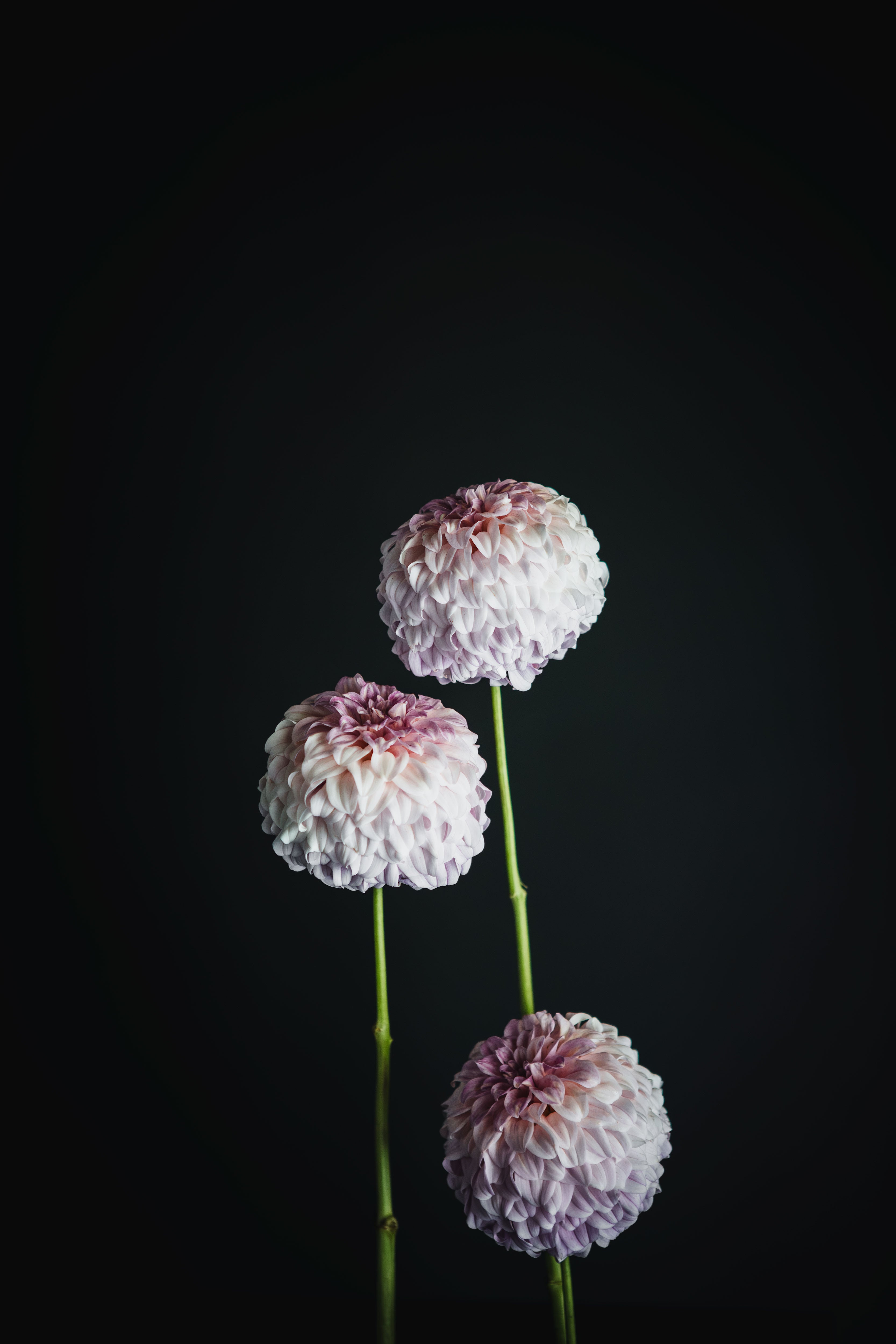 Mellum Nina | Dahlia Tuber