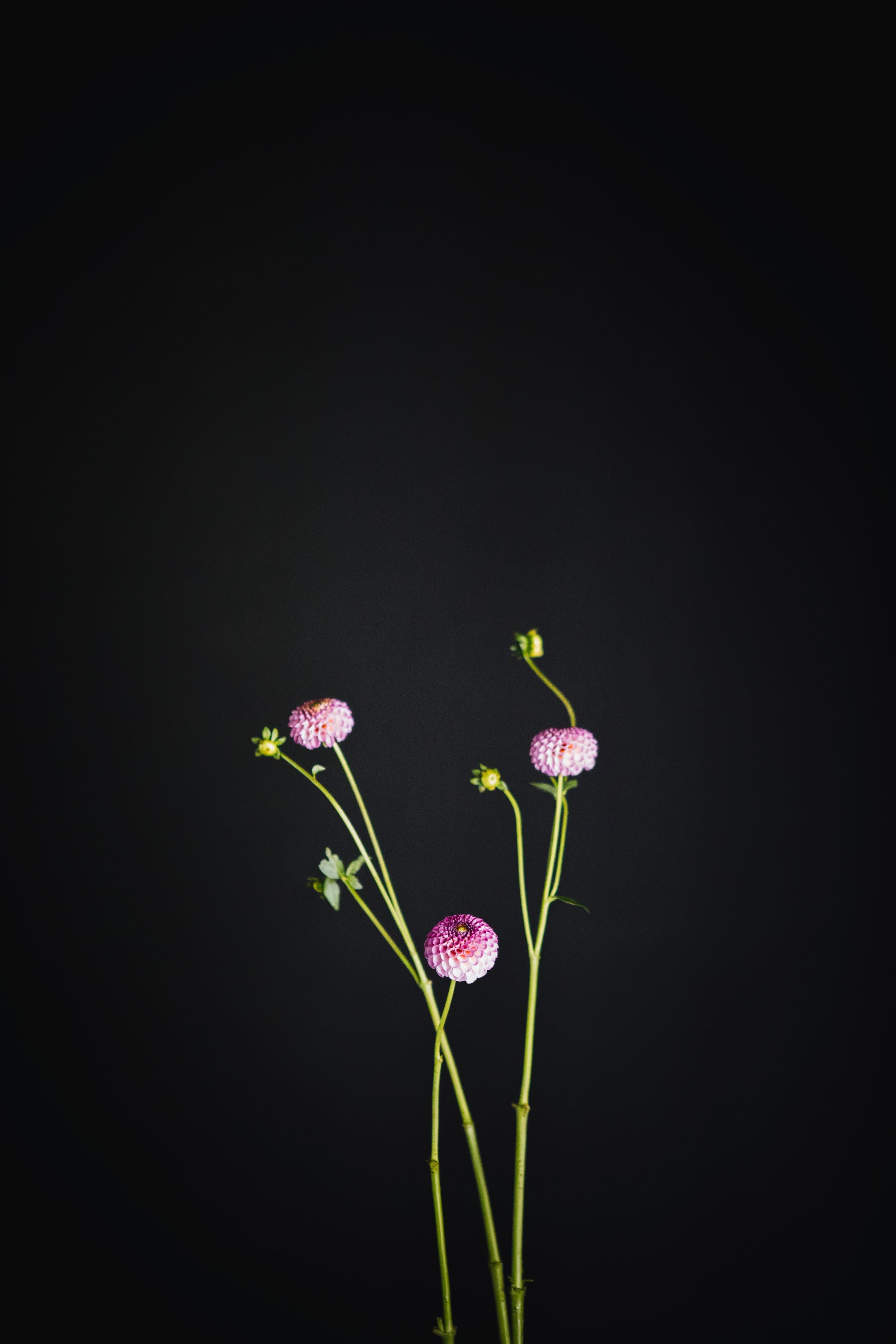 Mi Wong | Dahlia Tuber