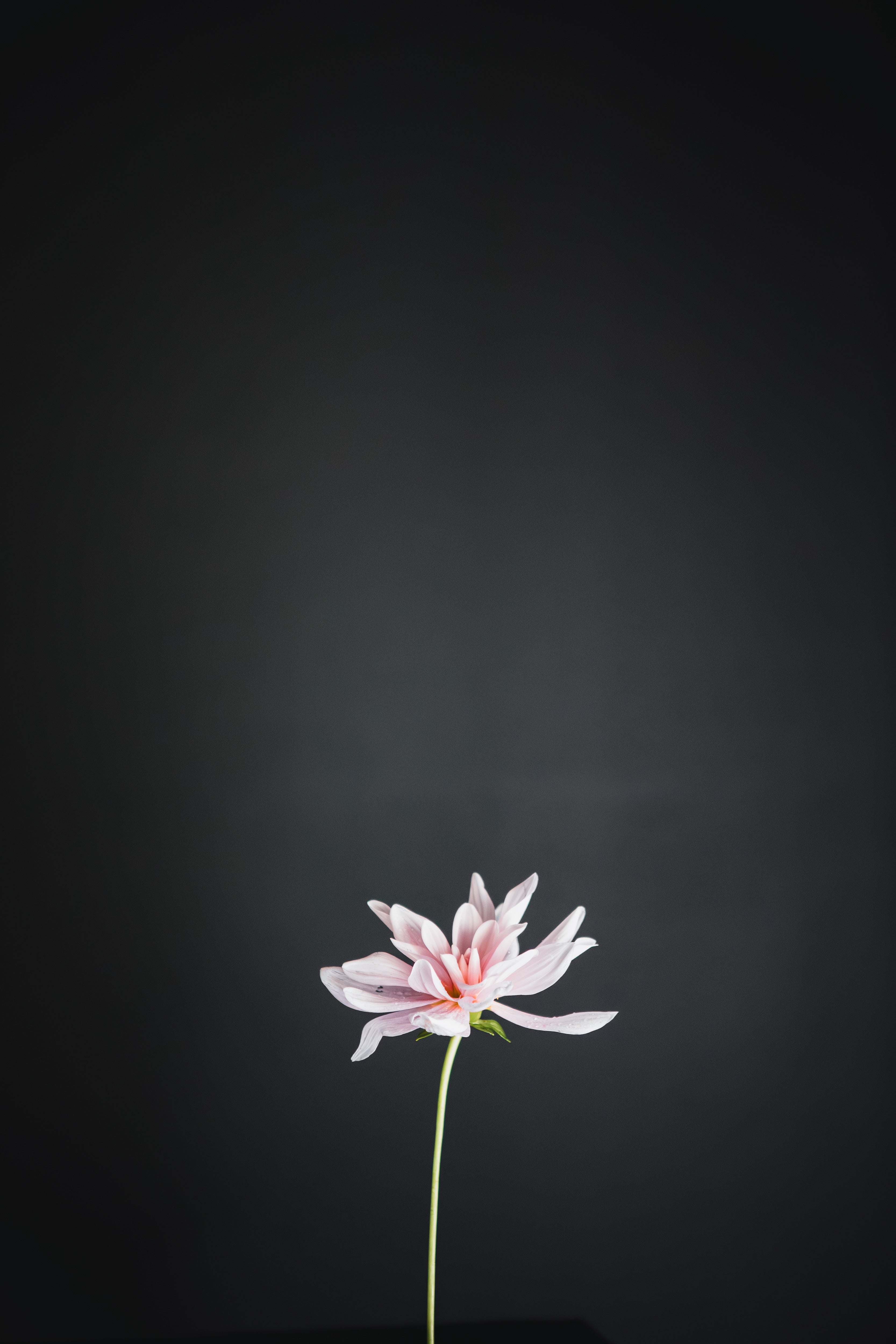 Monolith | Dahlia Tuber