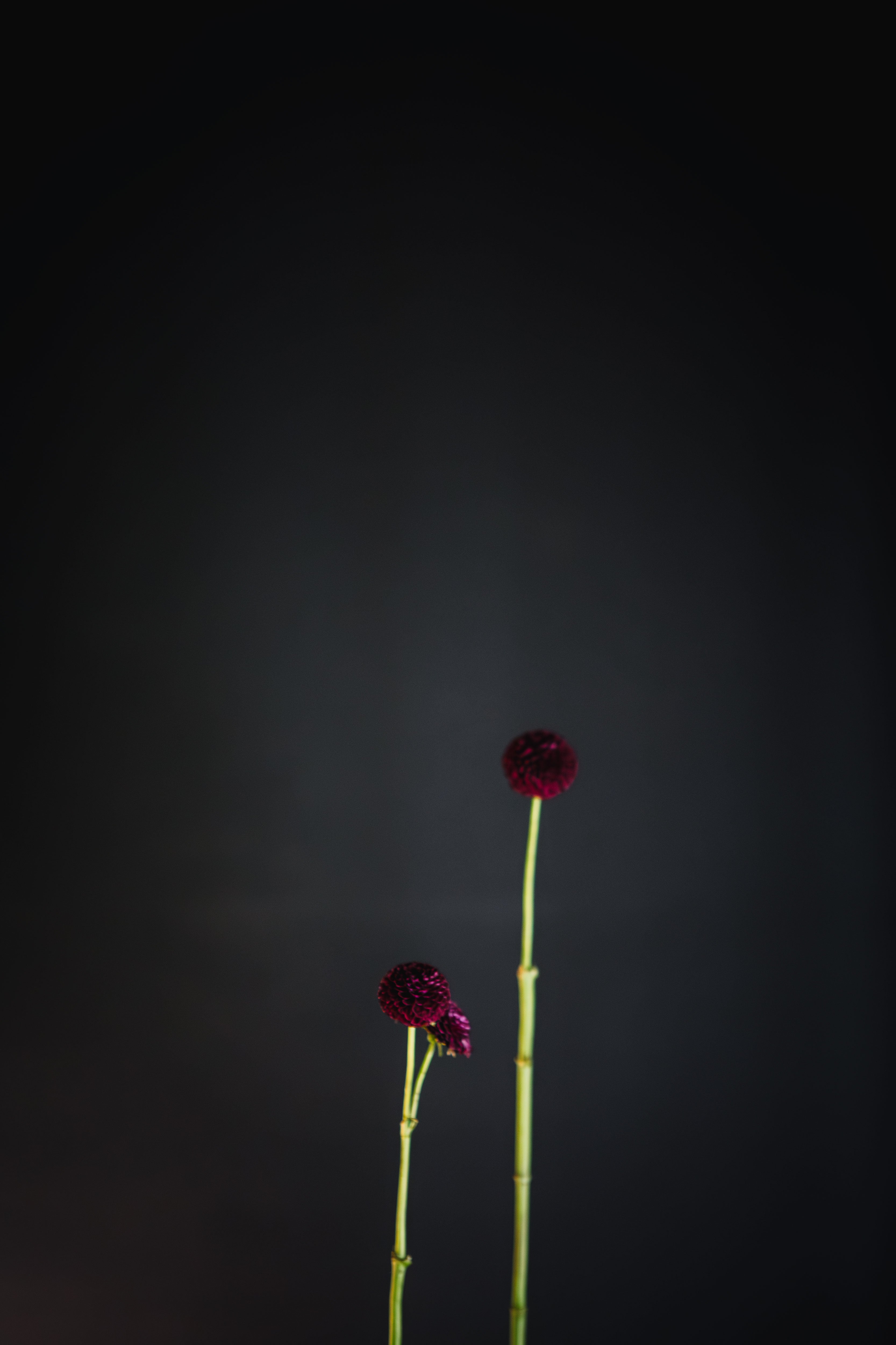 Moorplace | Dahlia Tuber