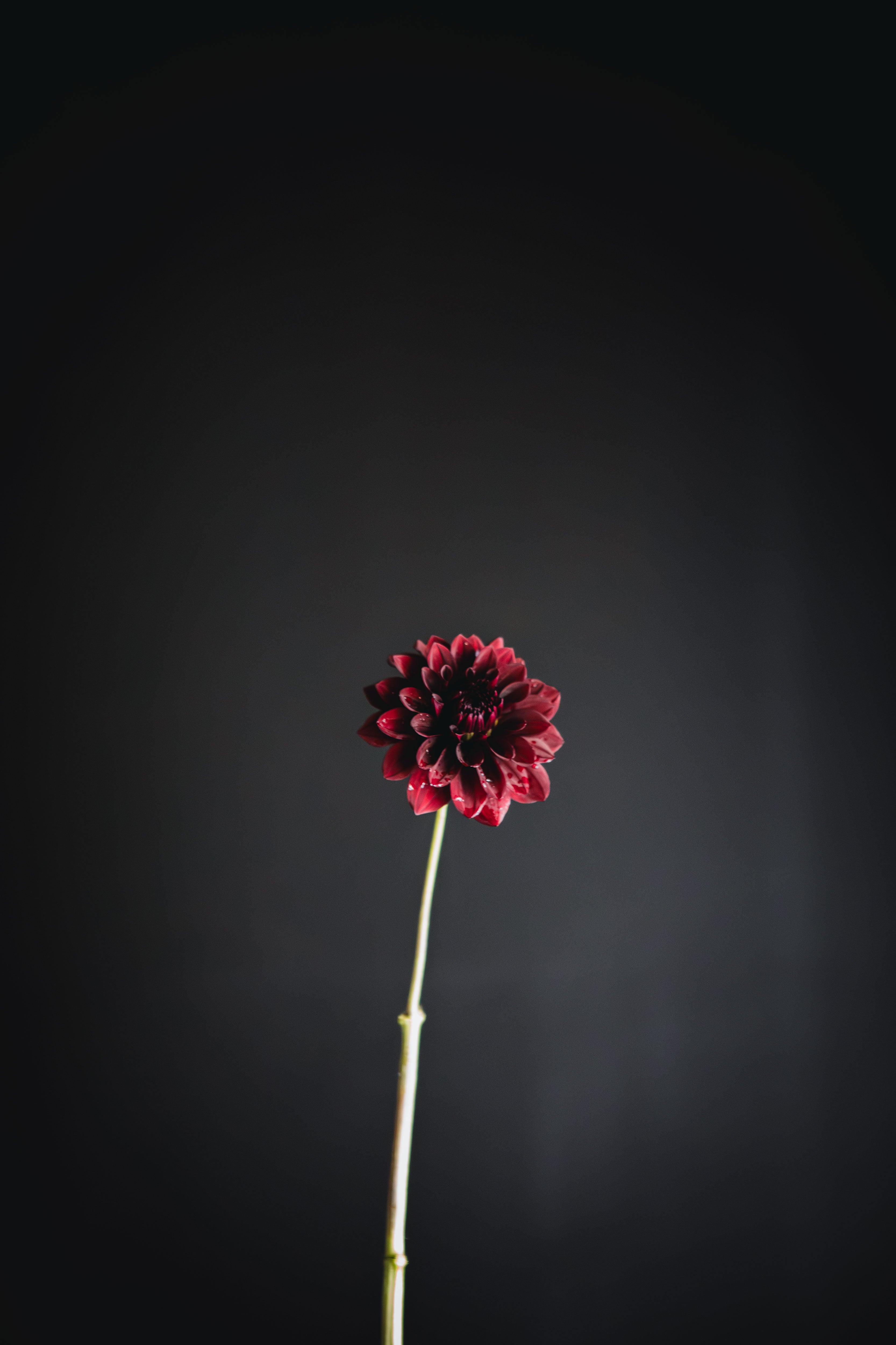 Ned Kelly | Dahlia Tuber