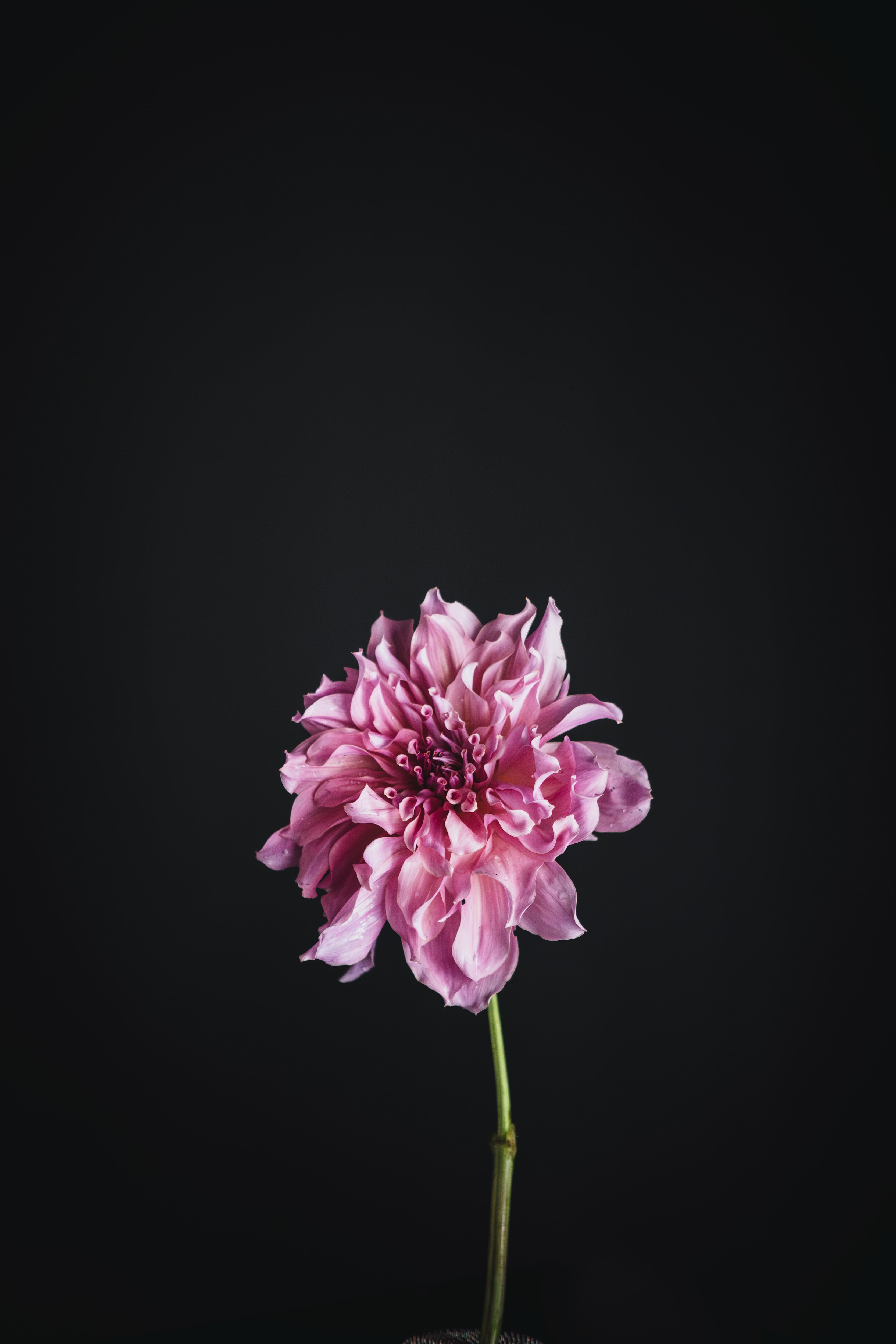 Not Islander | Dahlia Tuber