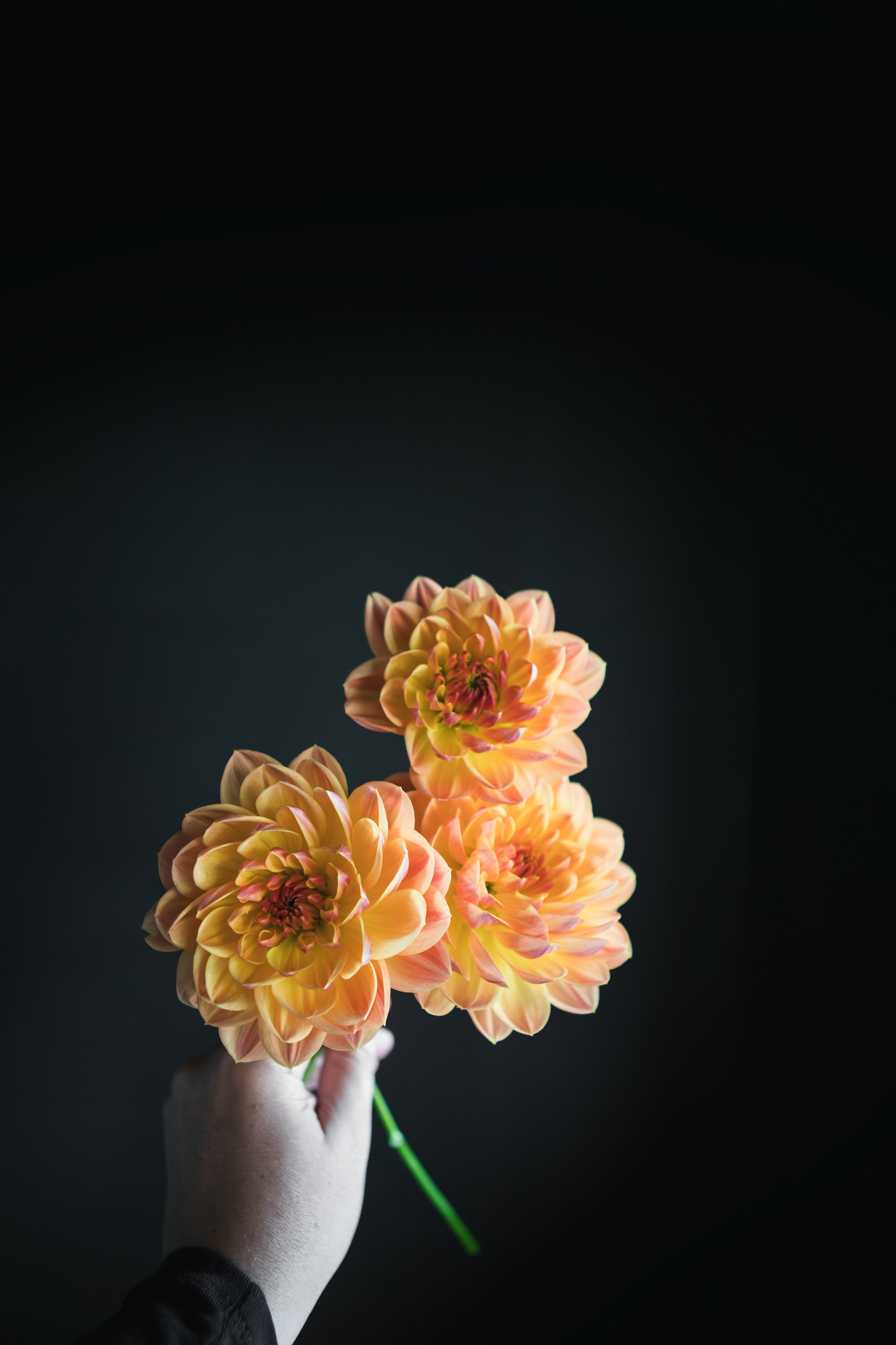 Pam Howden | Dahlia Tuber