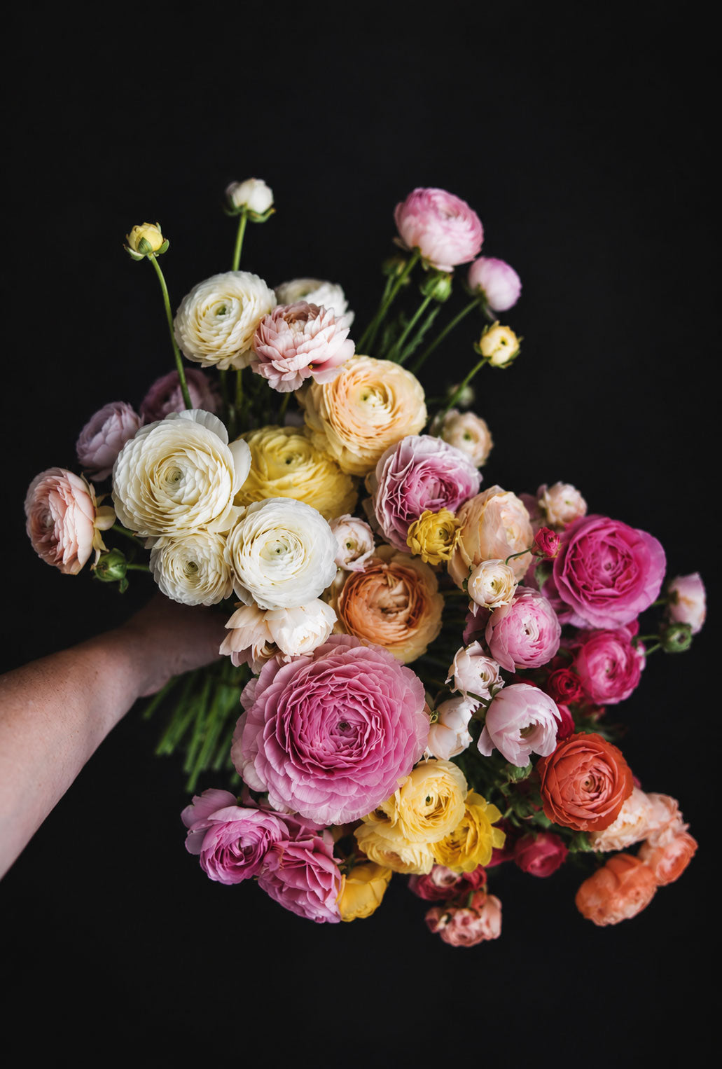 Peach Melba Blend | Ranunculus Corms