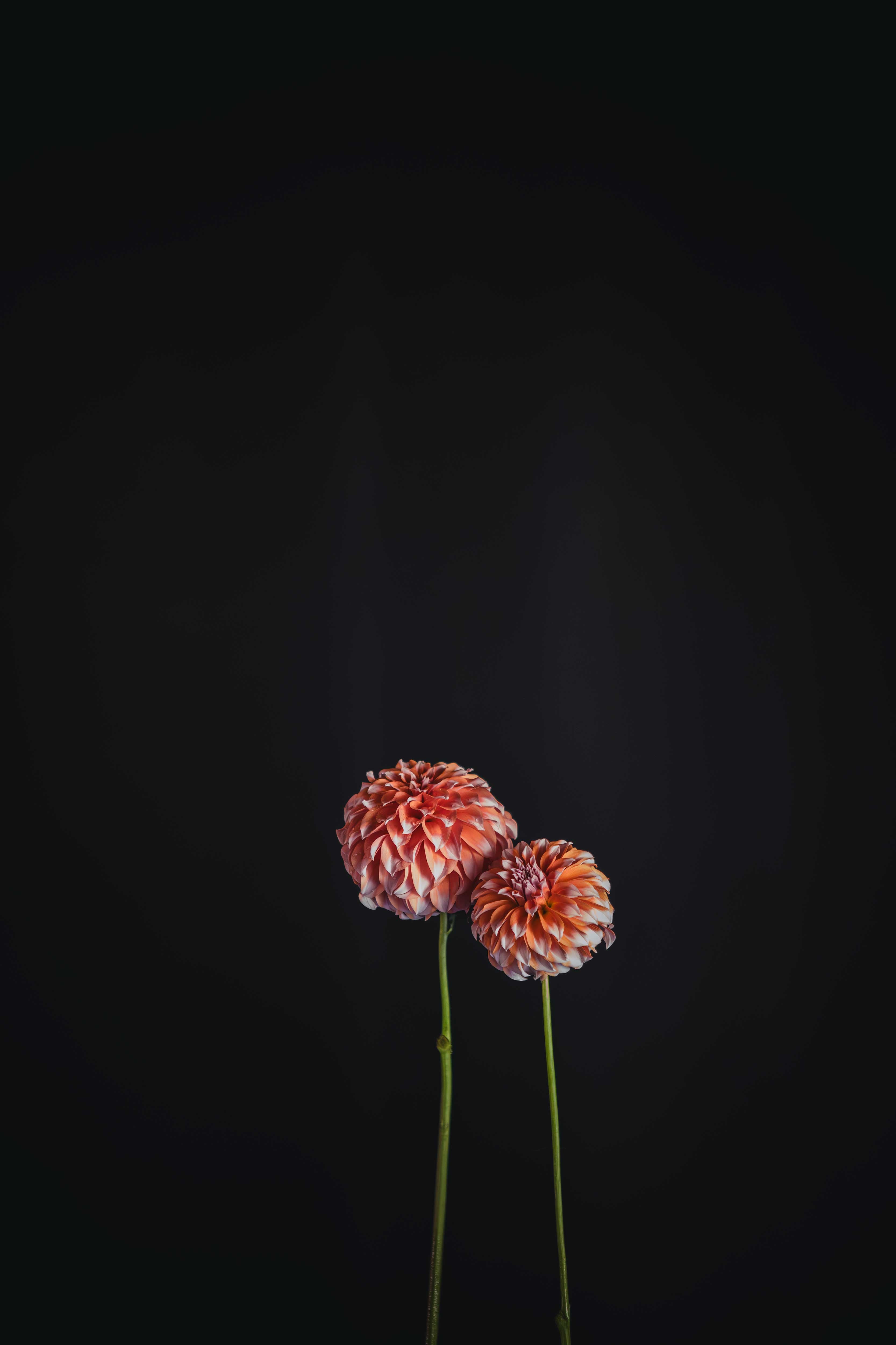 Peaches 'n Cream (US) | Dahlia Tuber