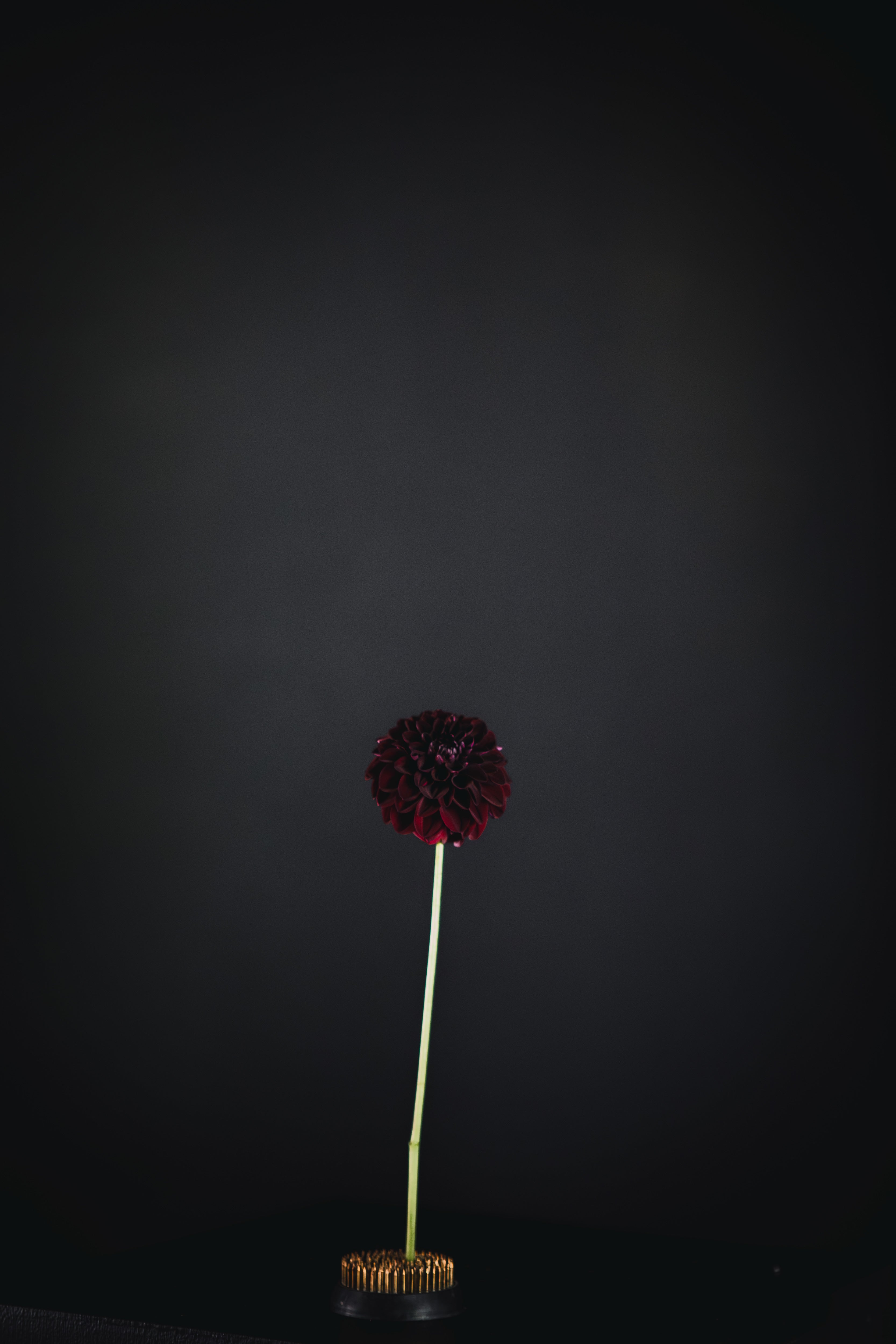 Pot Black | Dahlia Tuber