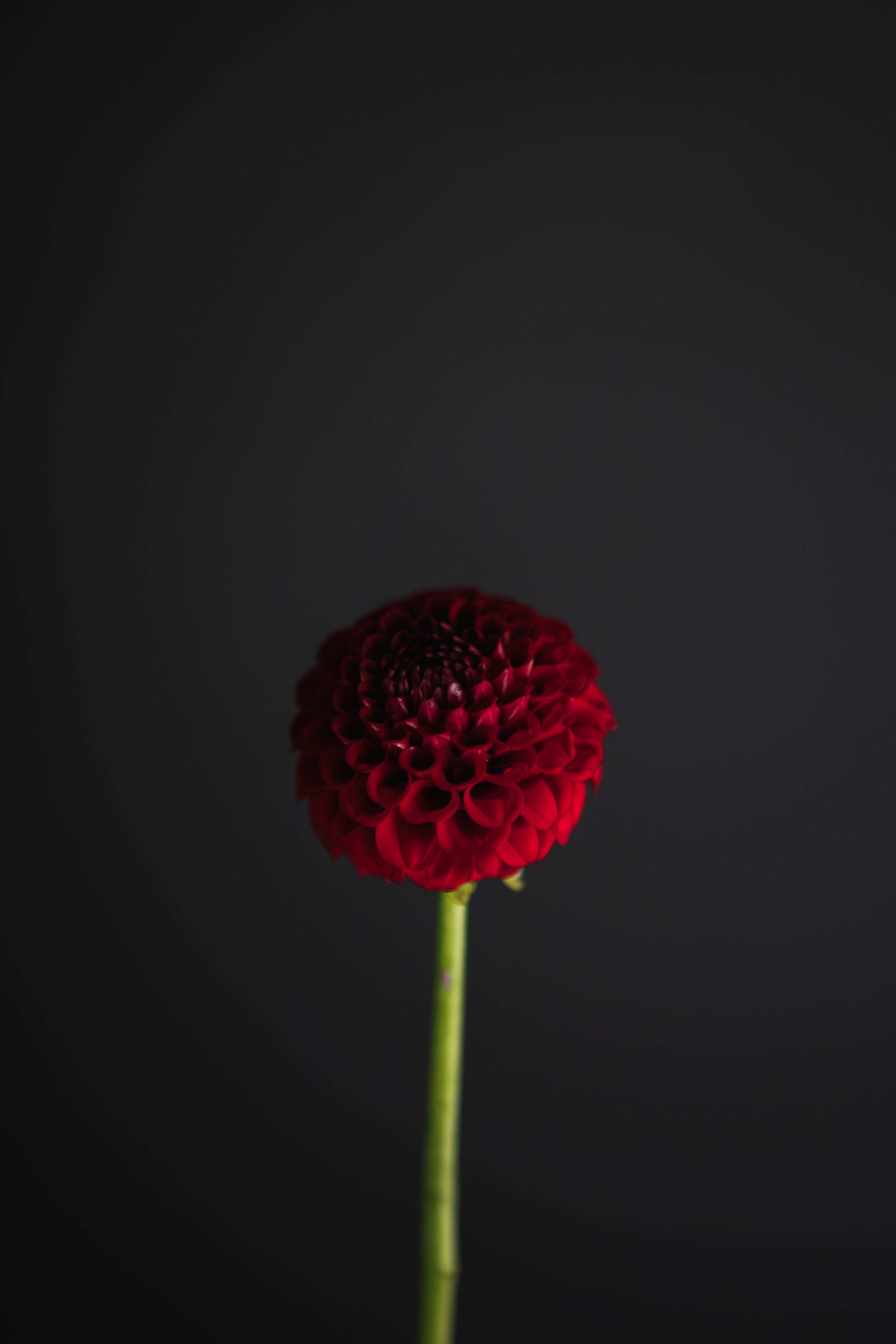 Red Willow | Dahlia Tuber