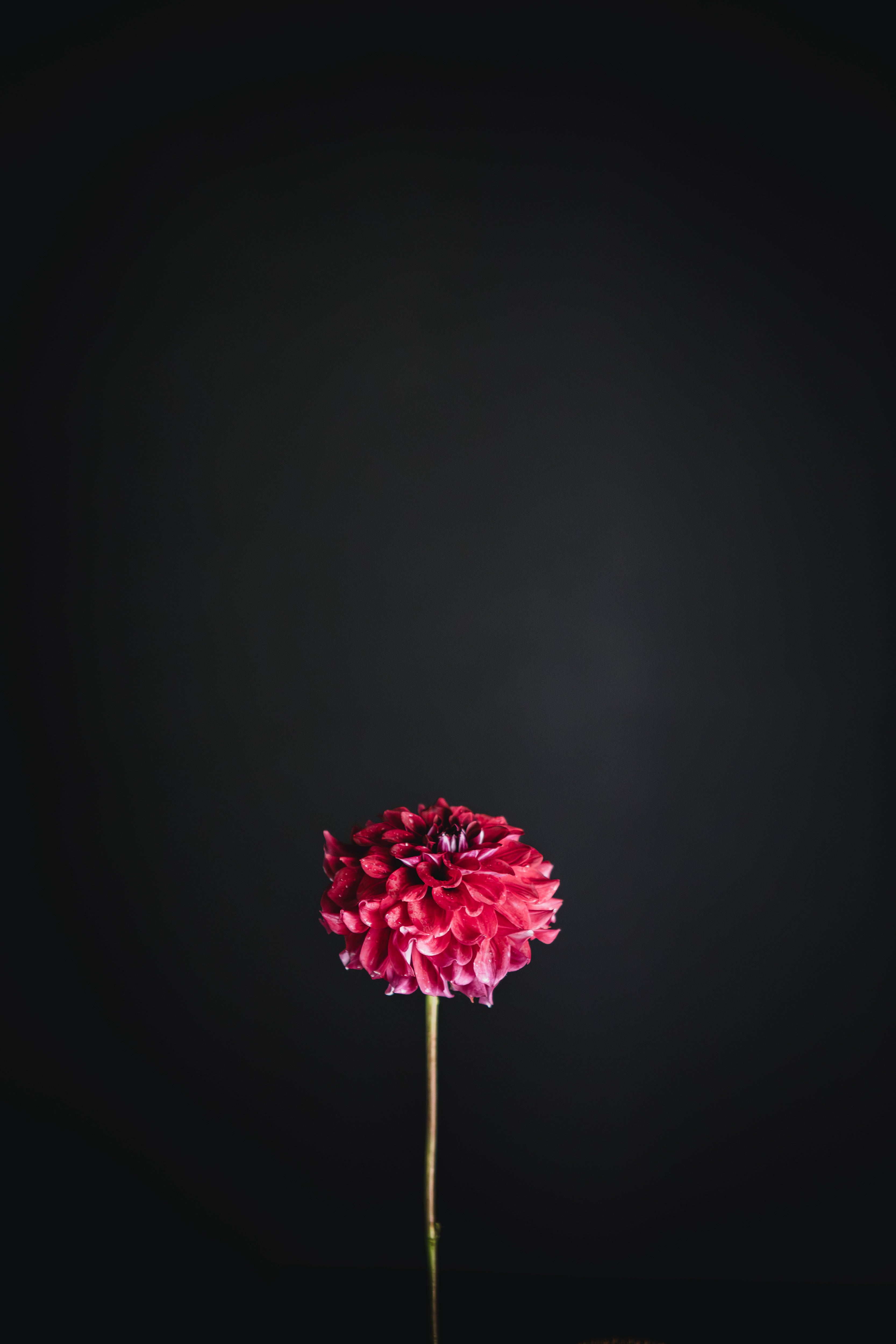 Reimore Ruby Rose | Dahlia Tuber