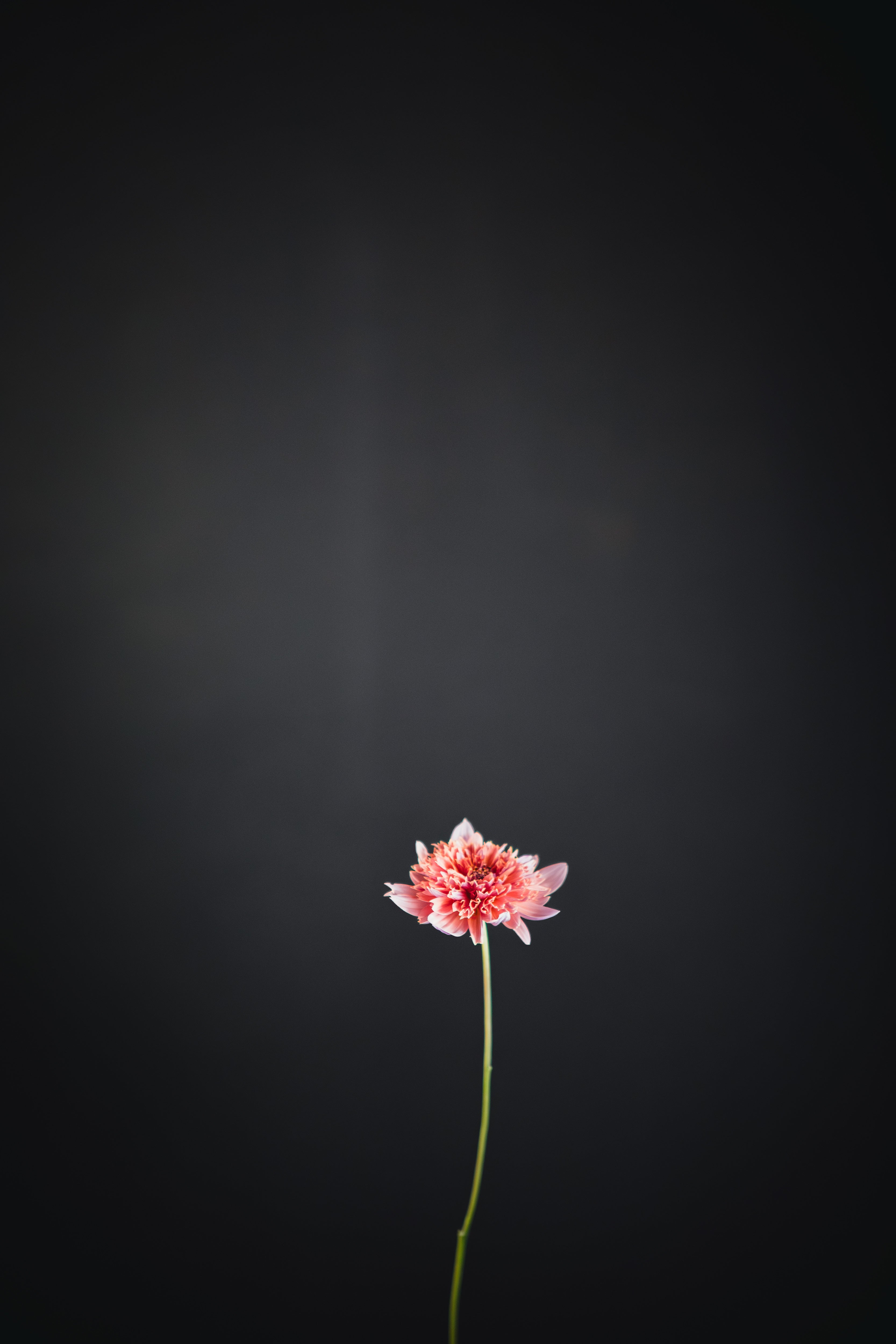 Ron's Beauty | Dahlia Tuber