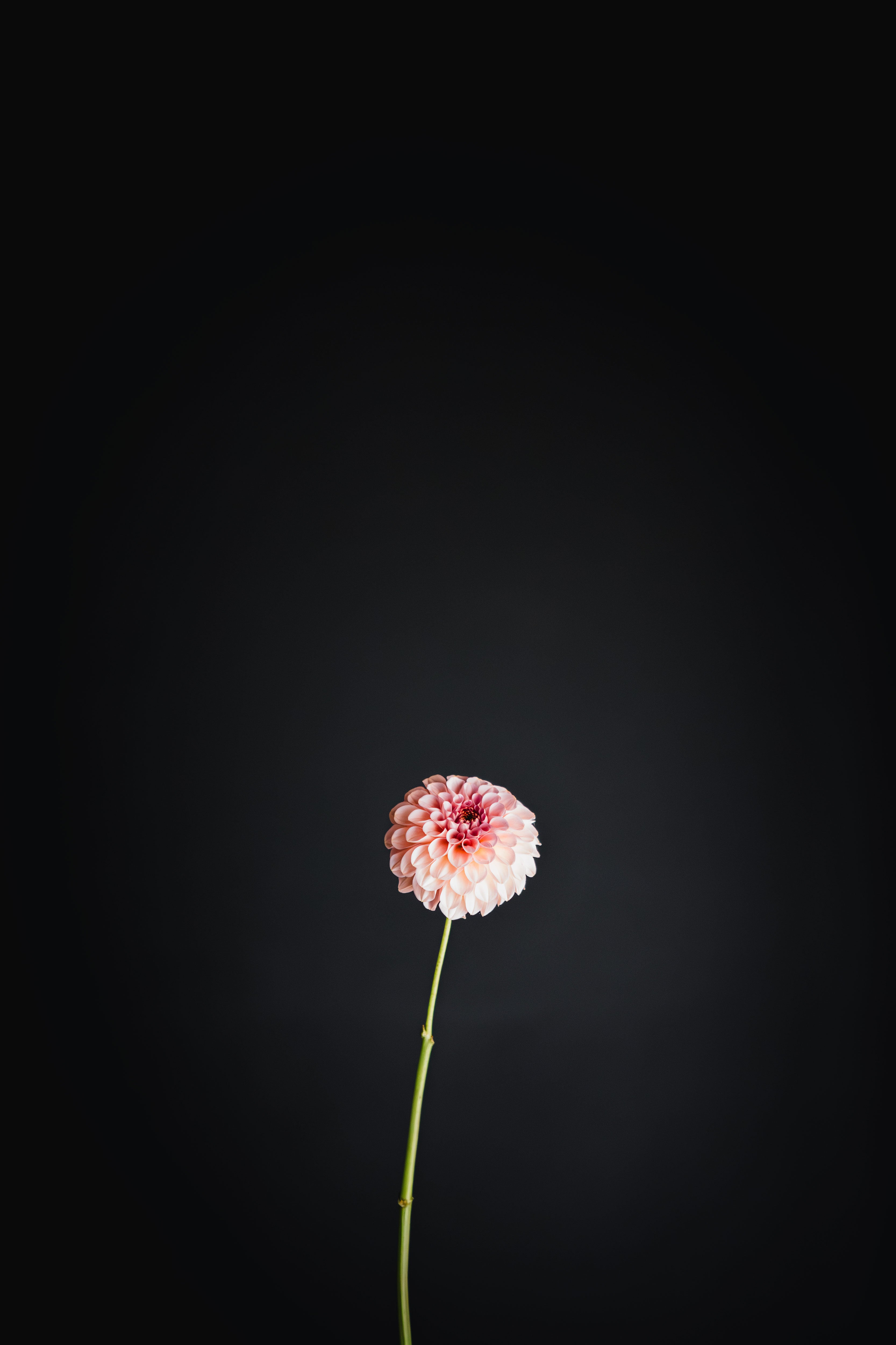 Salmon Joy | Dahlia Tuber