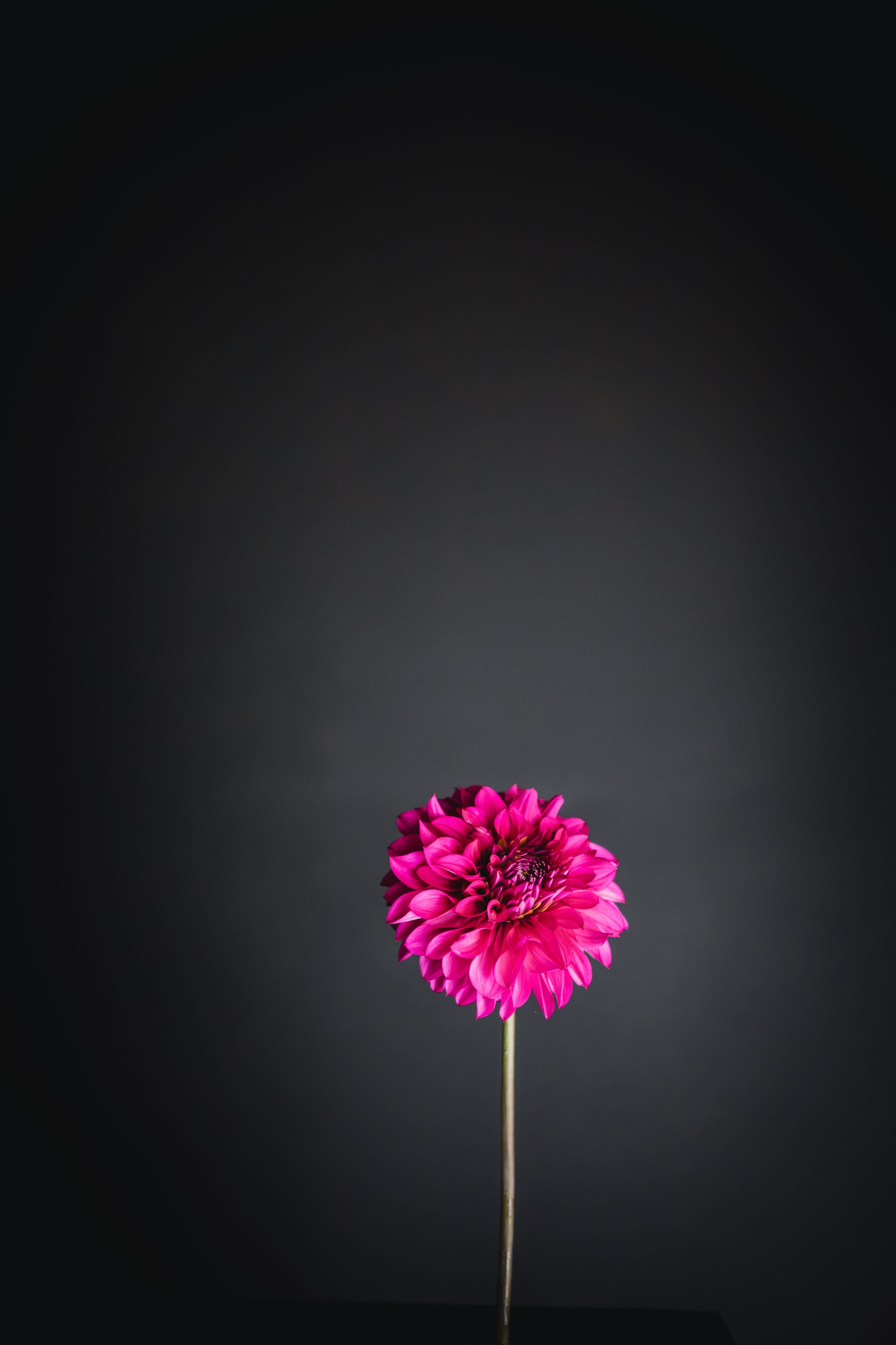 Scarborough Ace | Dahlia Tuber