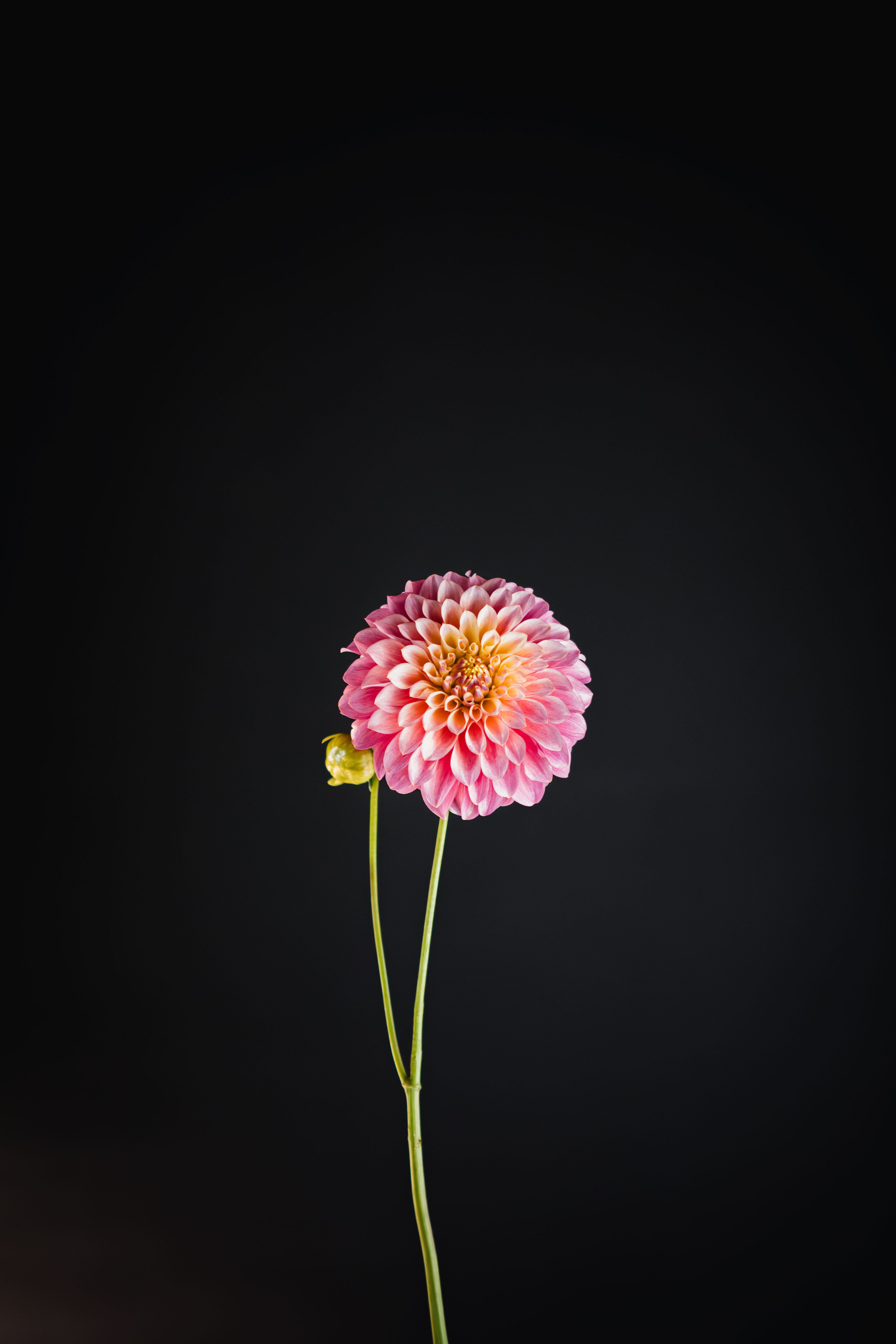 Serenade Rebel | Dahlia Tuber