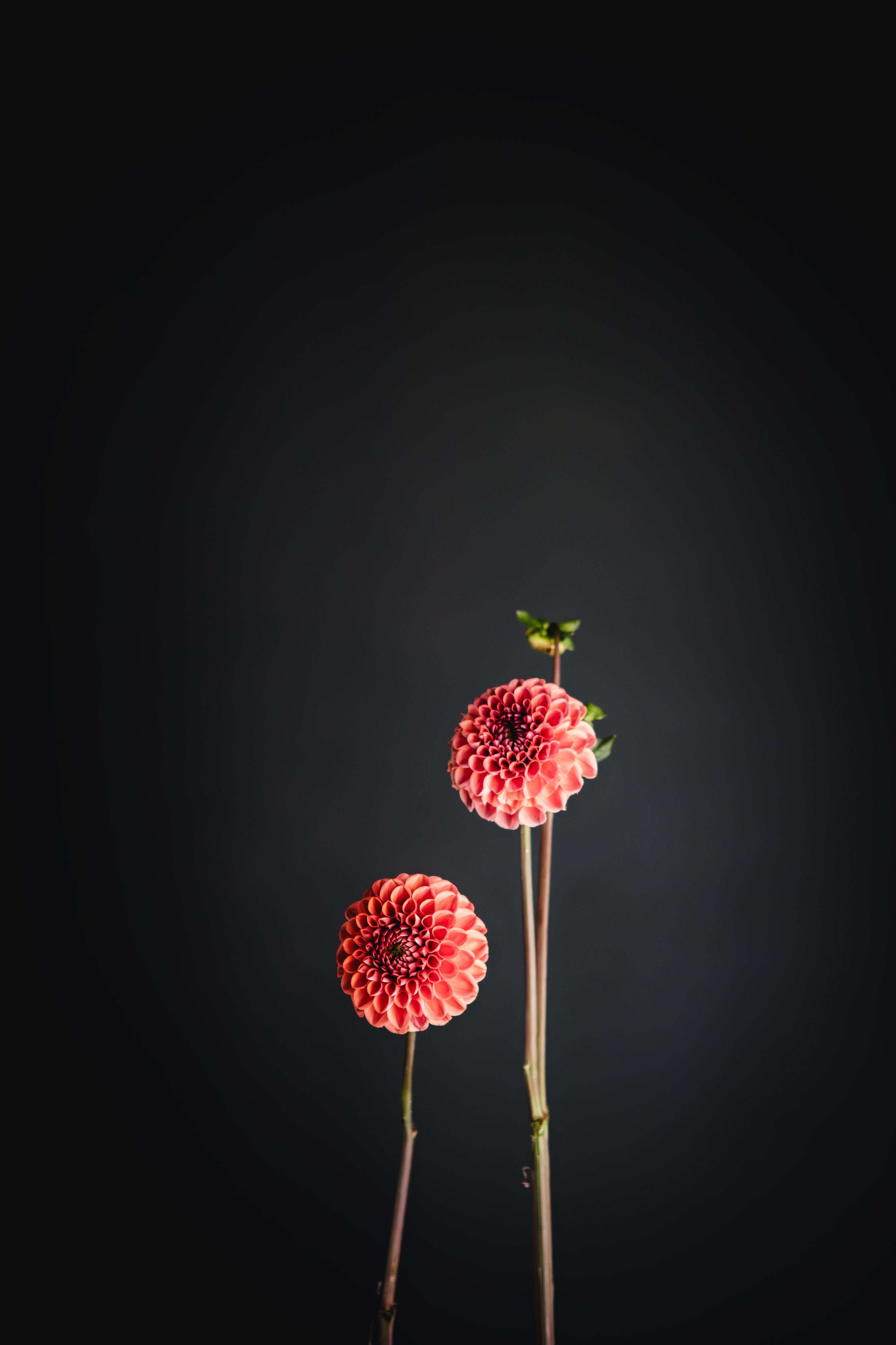 Sheila | Dahlia Tuber