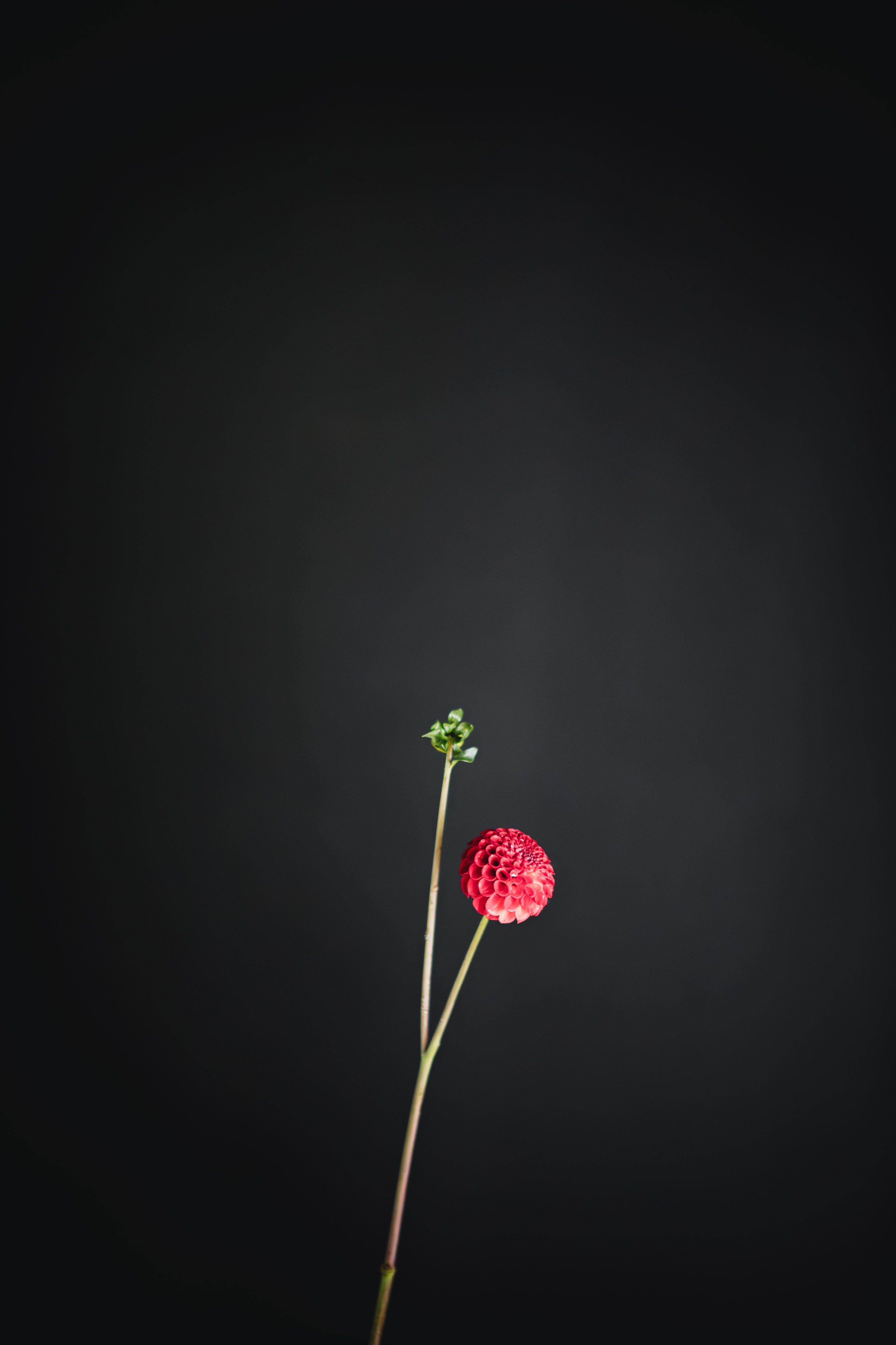 Stoneleigh Joyce | Dahlia Tuber