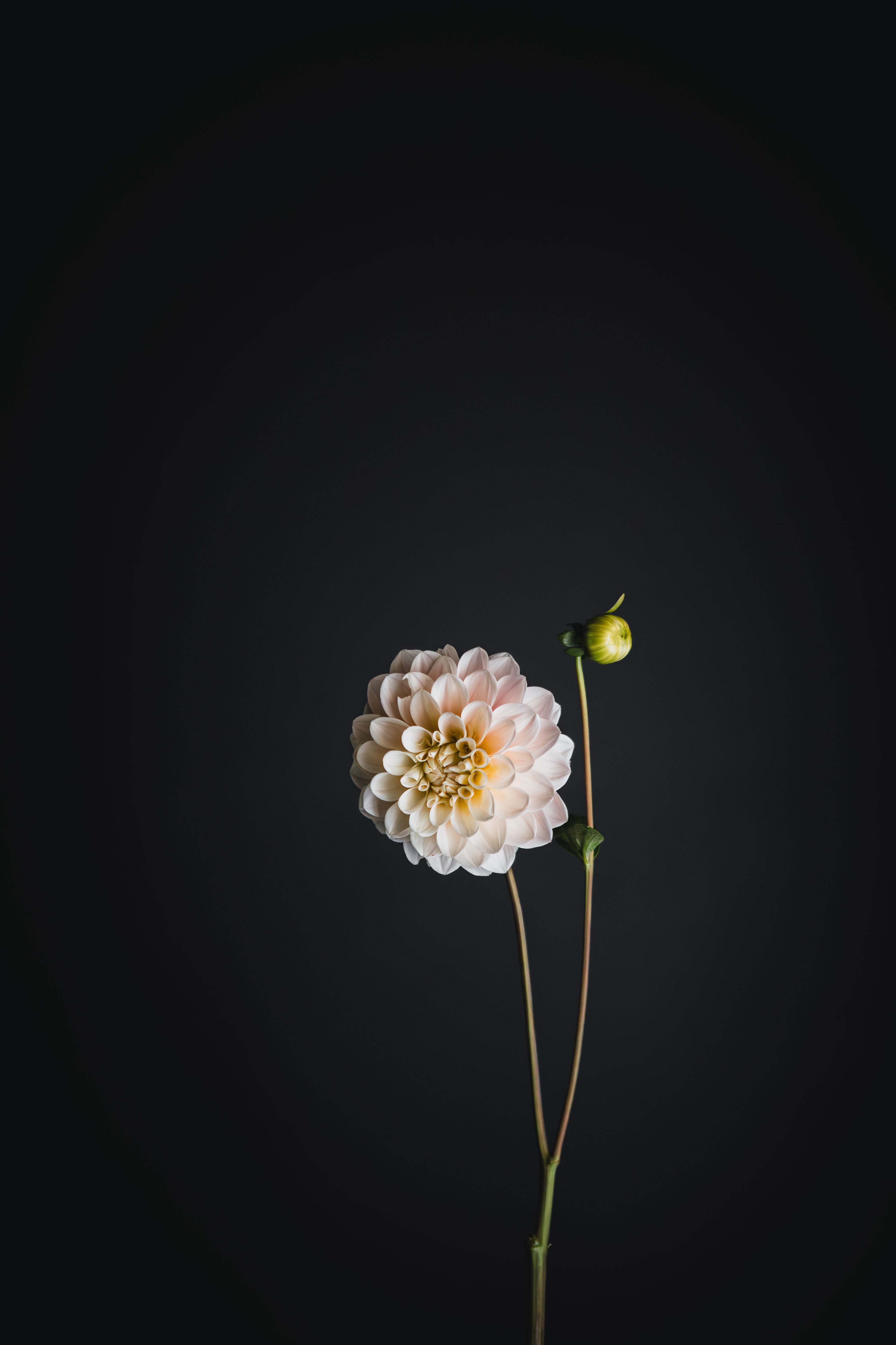Sweet Nathalie | Dahlia Tuber
