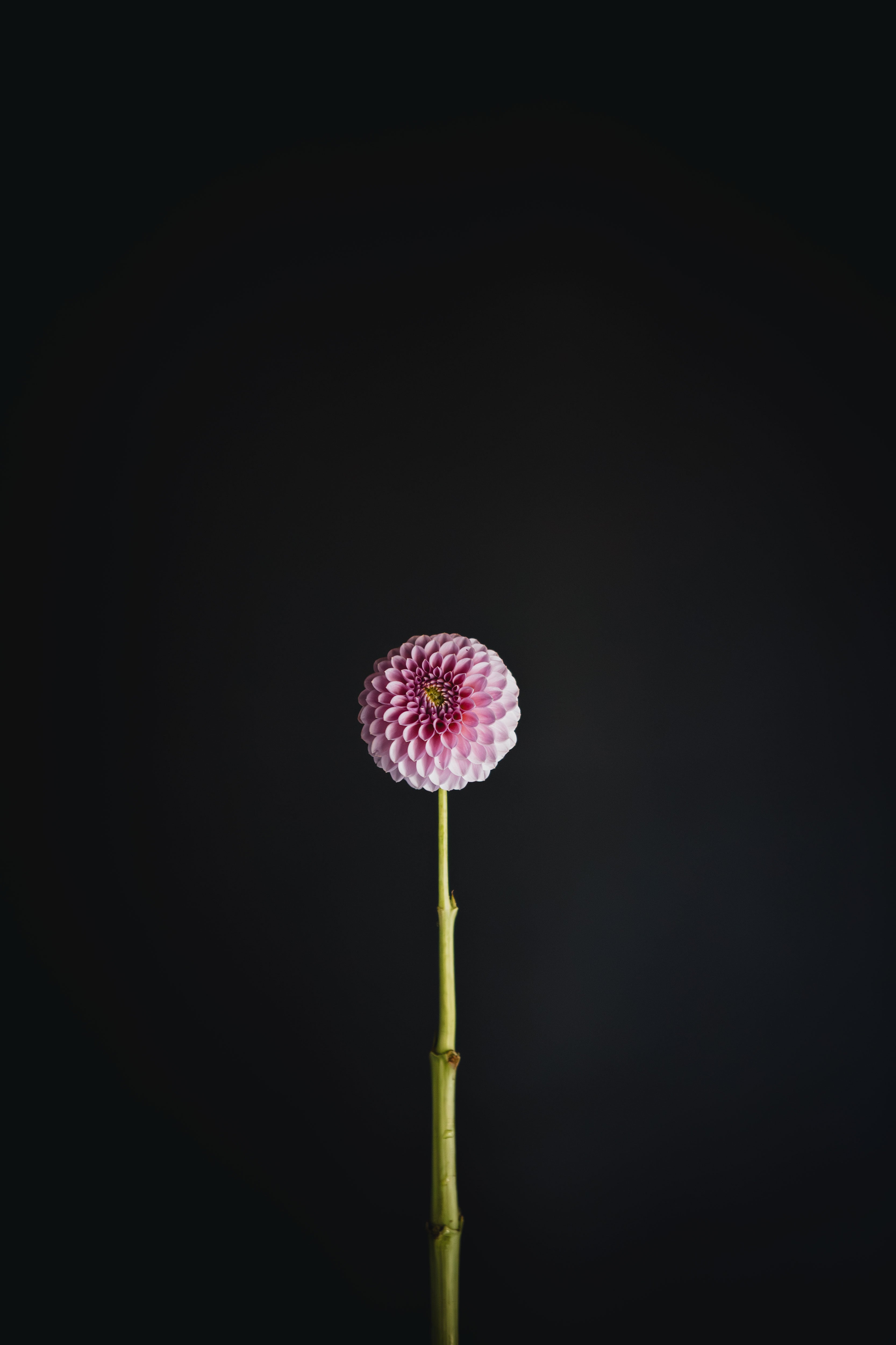 Trevallyn Pink Lady | Dahlia Tuber