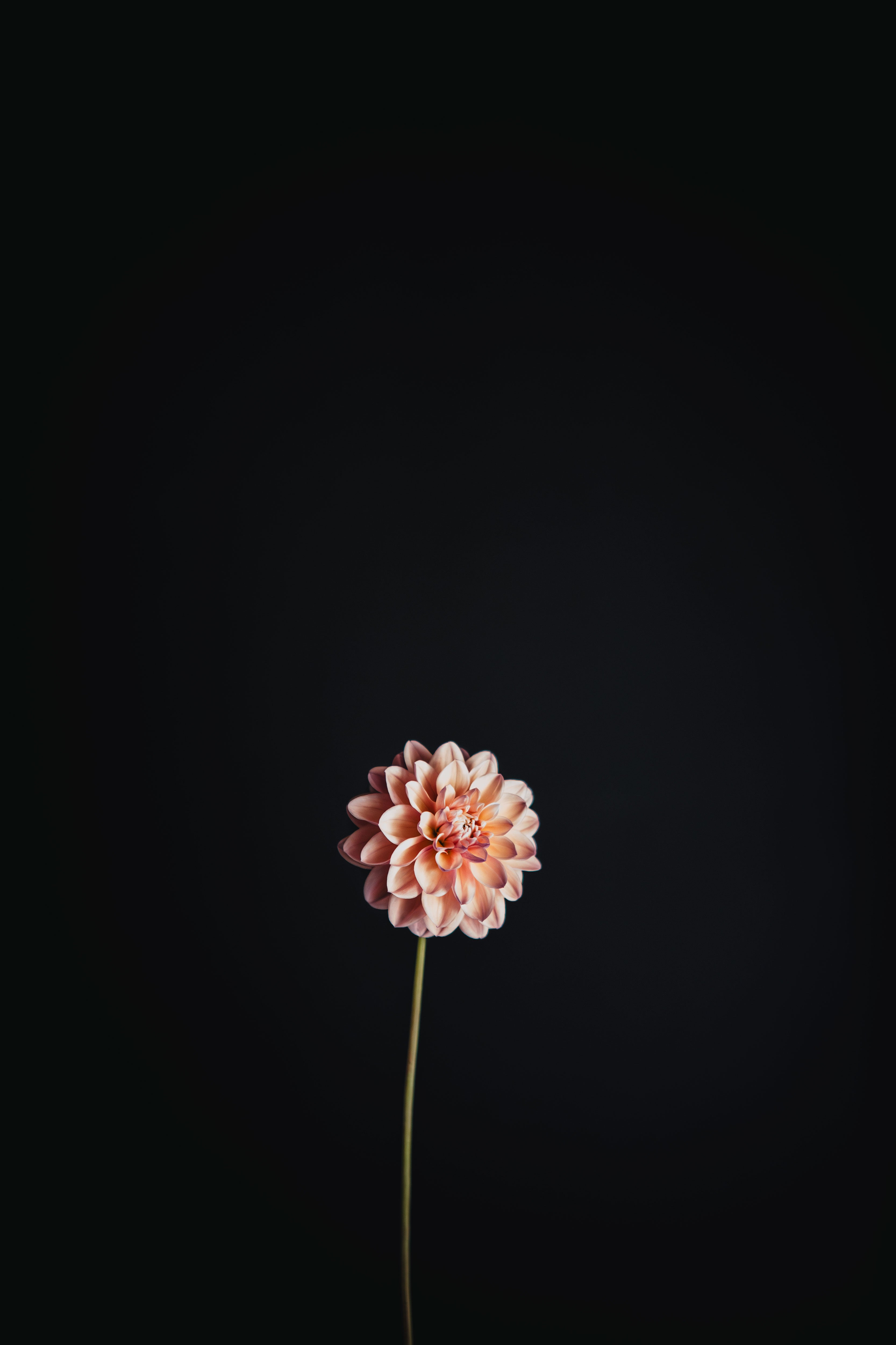 Tropical Dream | Dahlia Tuber