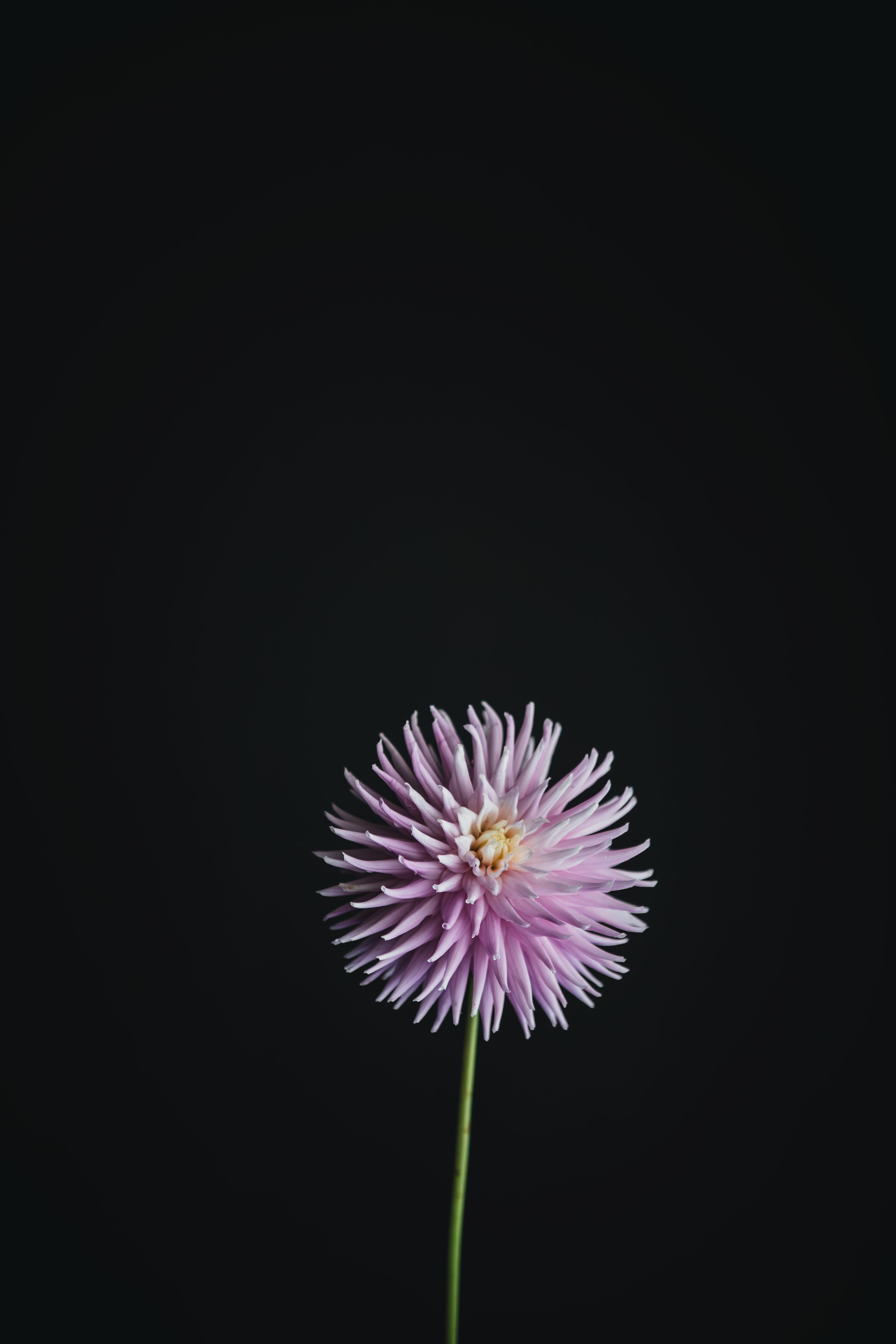 Val's Candy | Dahlia Tuber