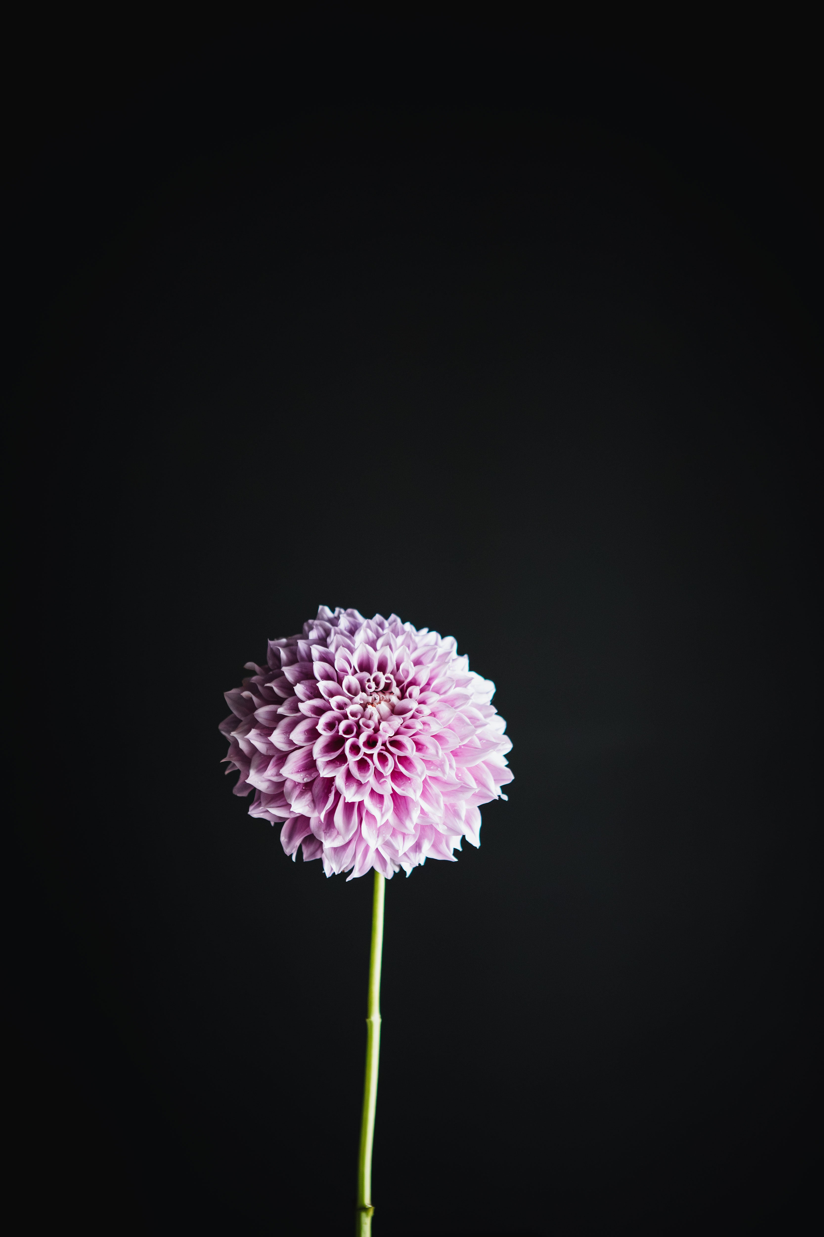 Vera's Elma | Dahlia Tuber