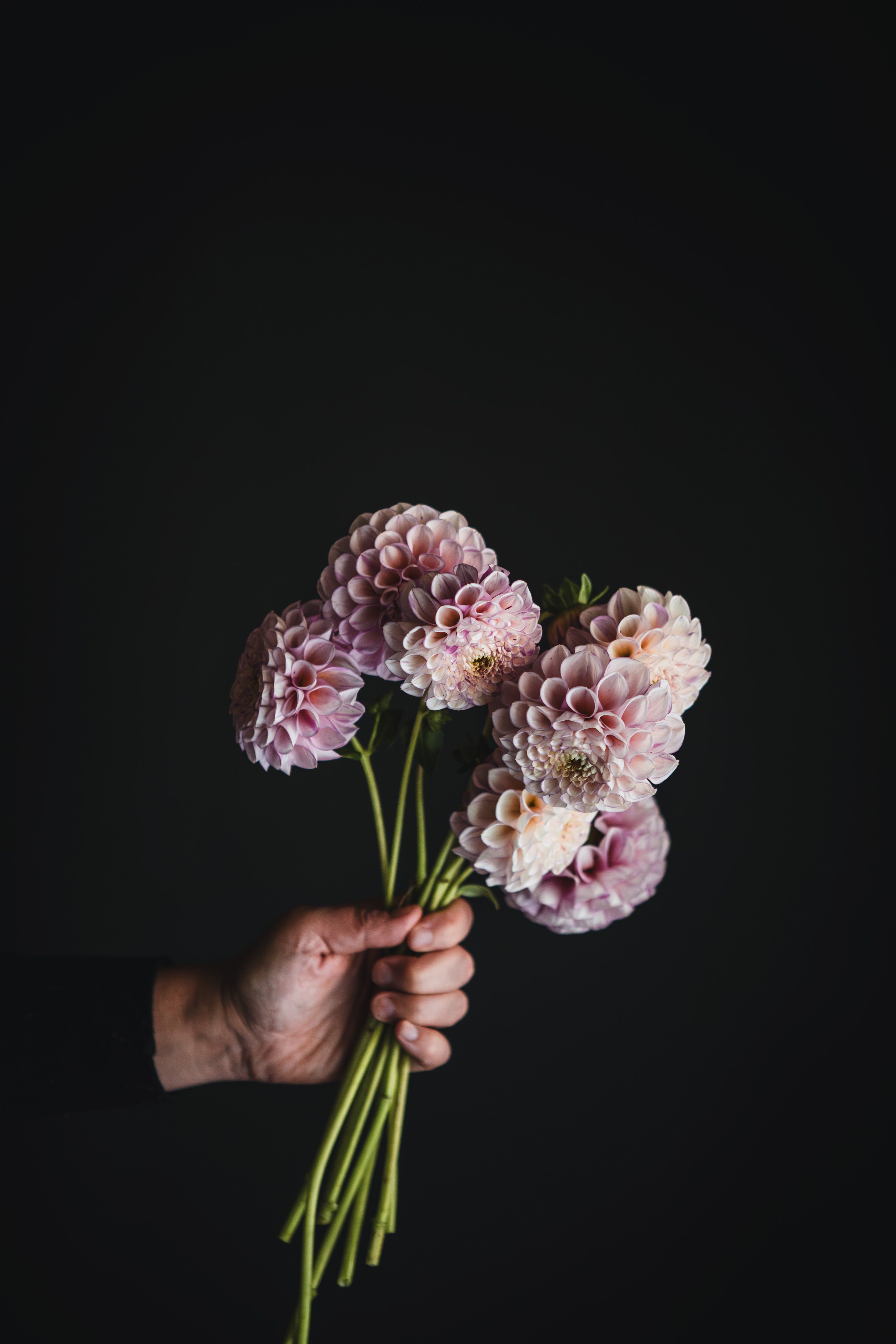 Vintage Wine | Dahlia Tuber