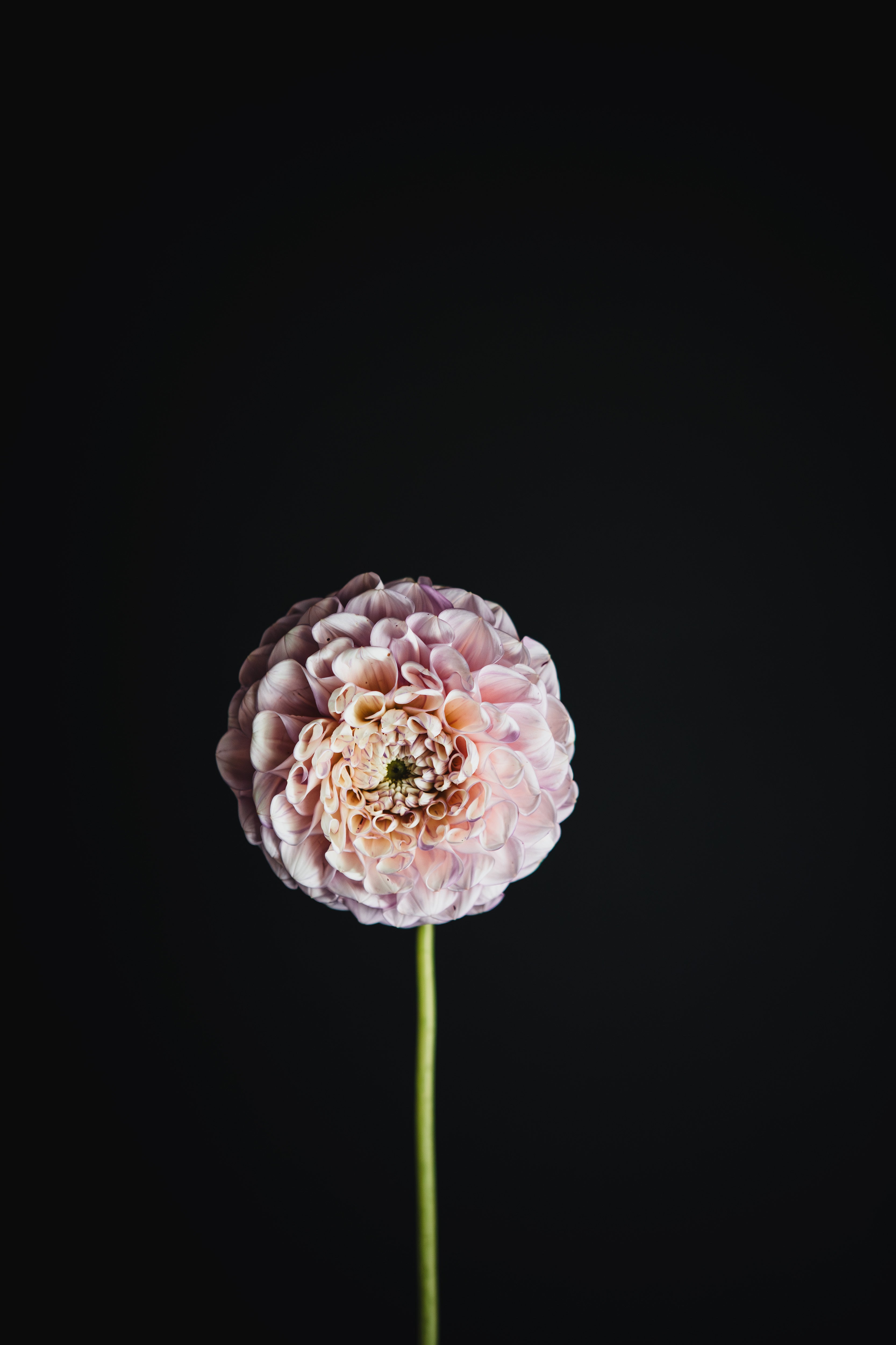 Vintage Wine | Dahlia Tuber