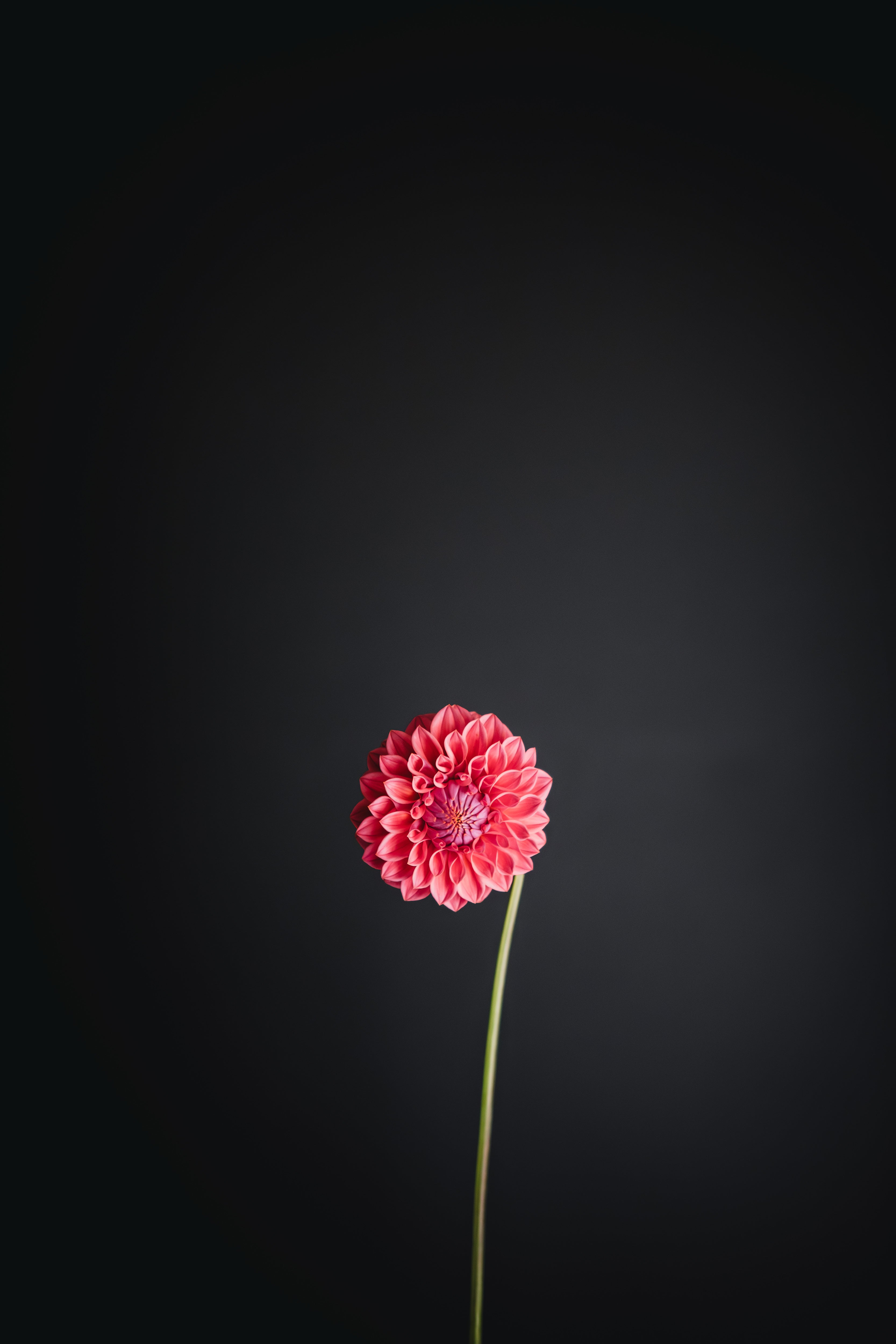 Warraview Watermelon | Dahlia Tuber