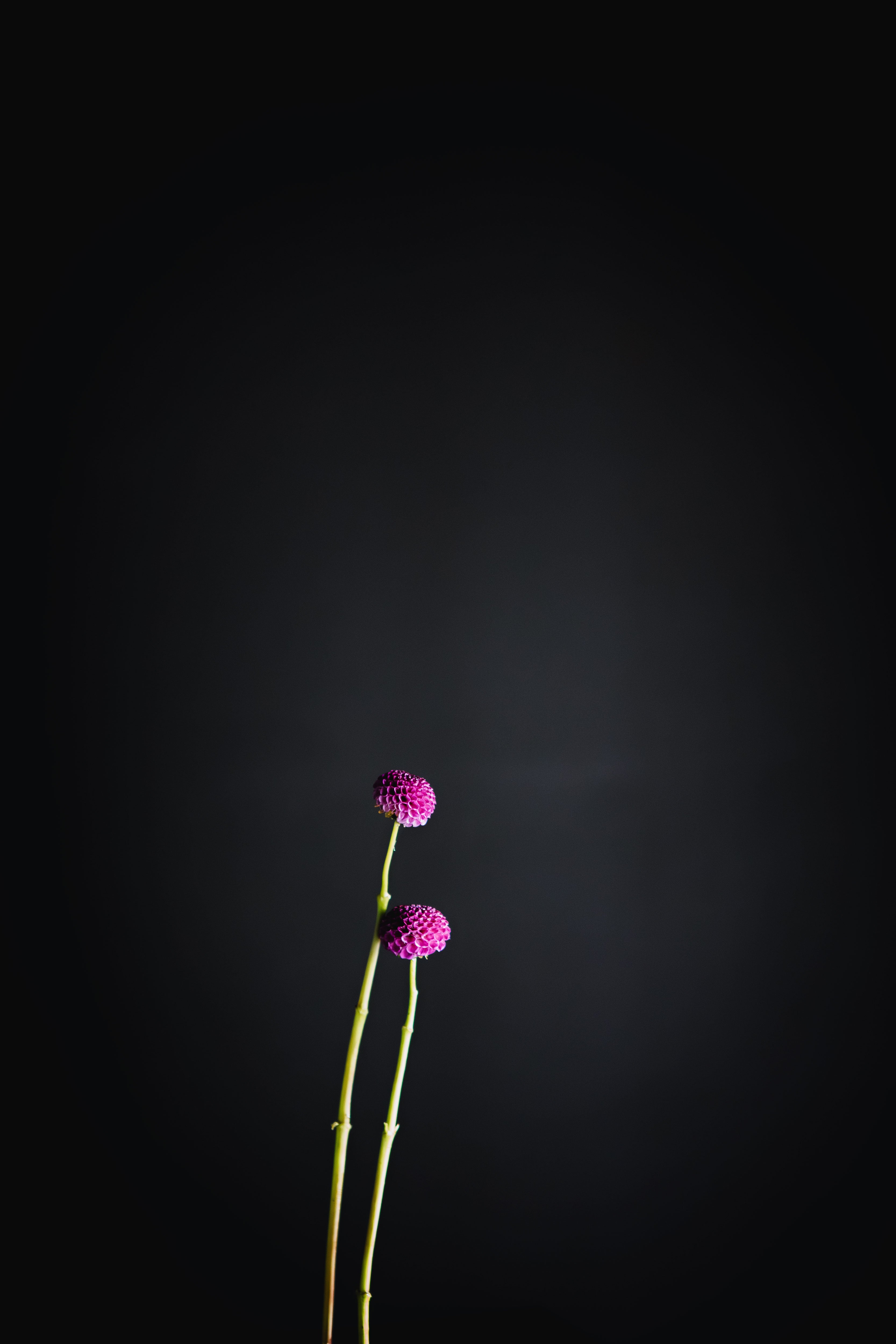 Willo Night | Dahlia Tuber