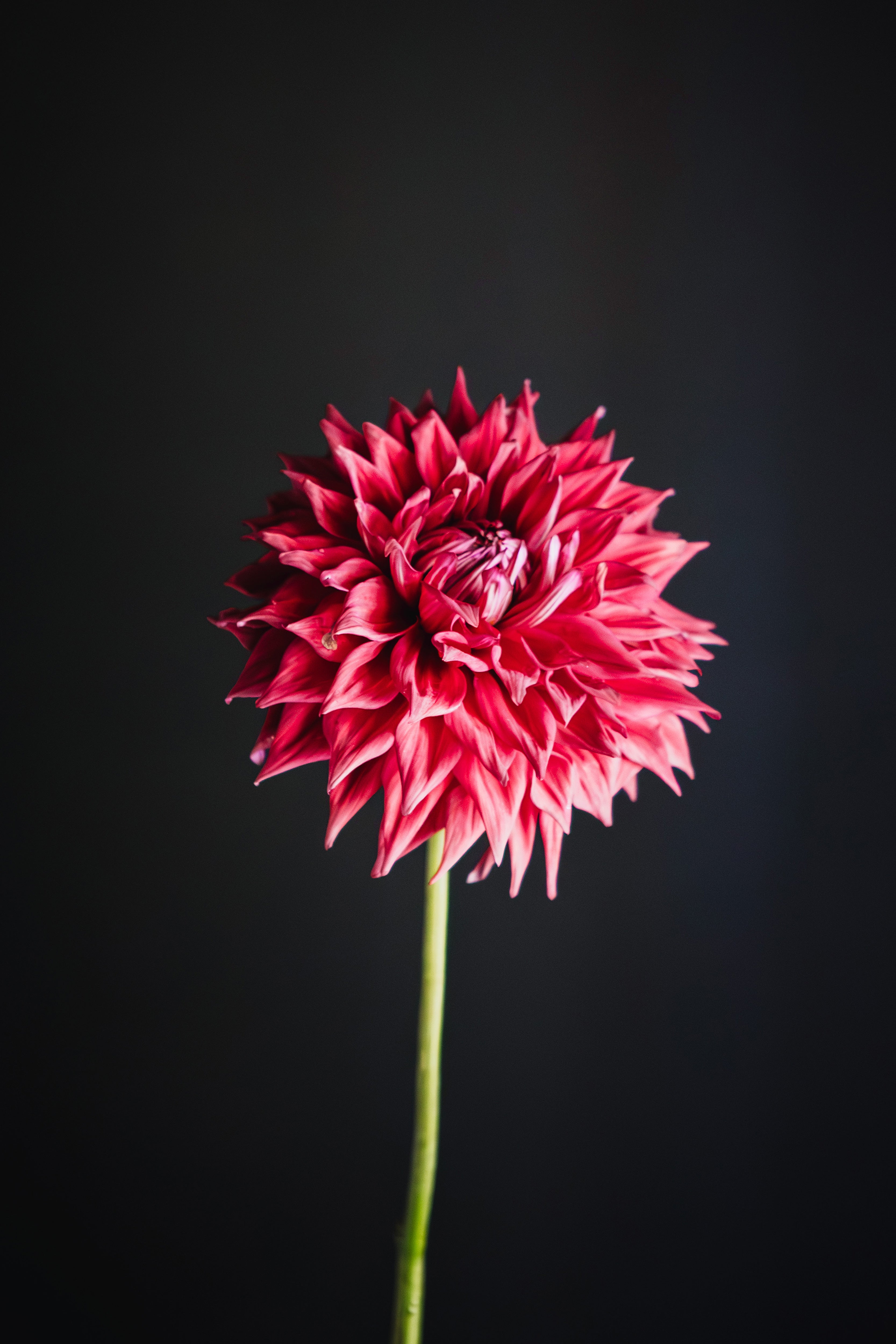 Winkie Colonel | Dahlia Tuber