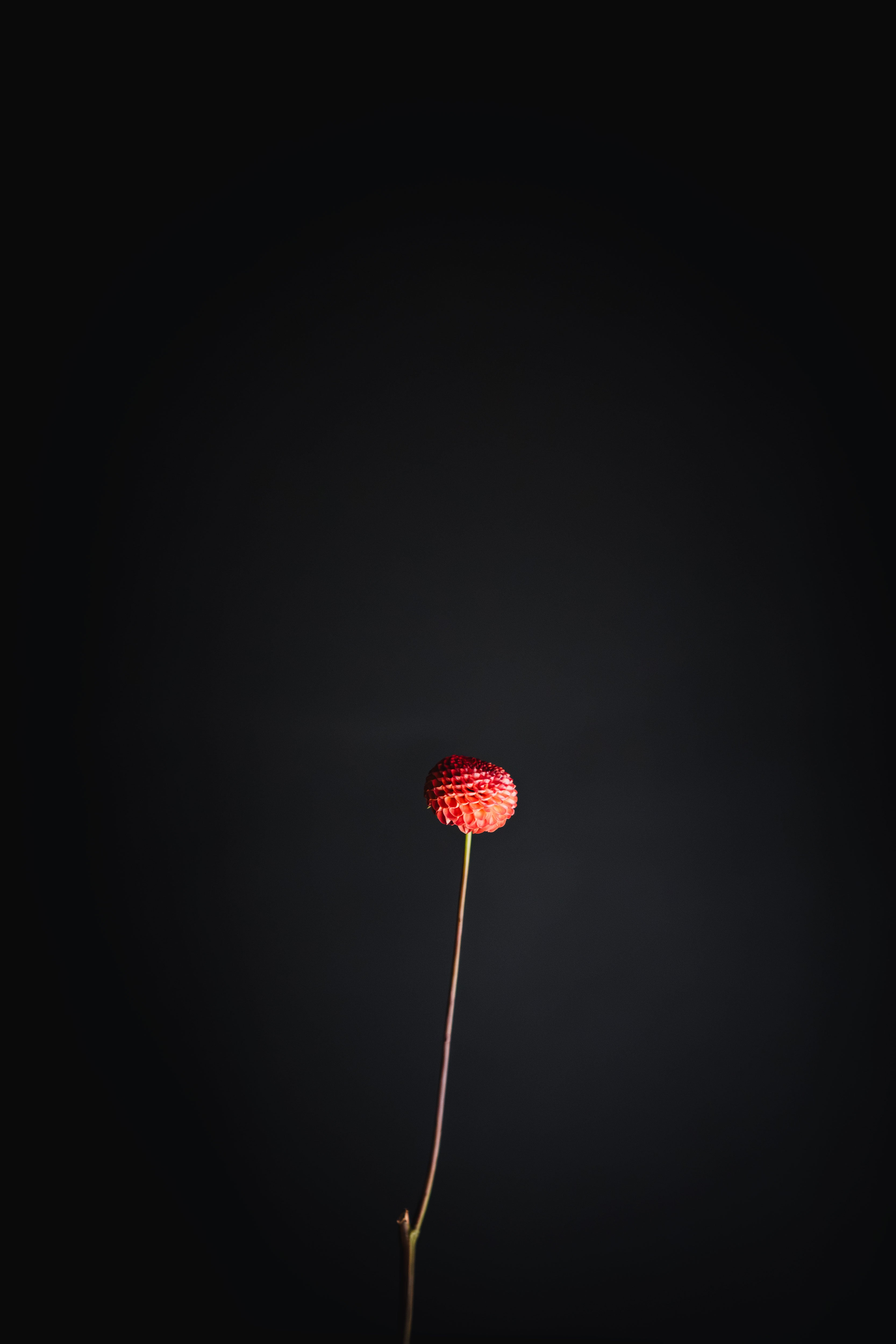 Winkie Lambrusco | Dahlia Tuber
