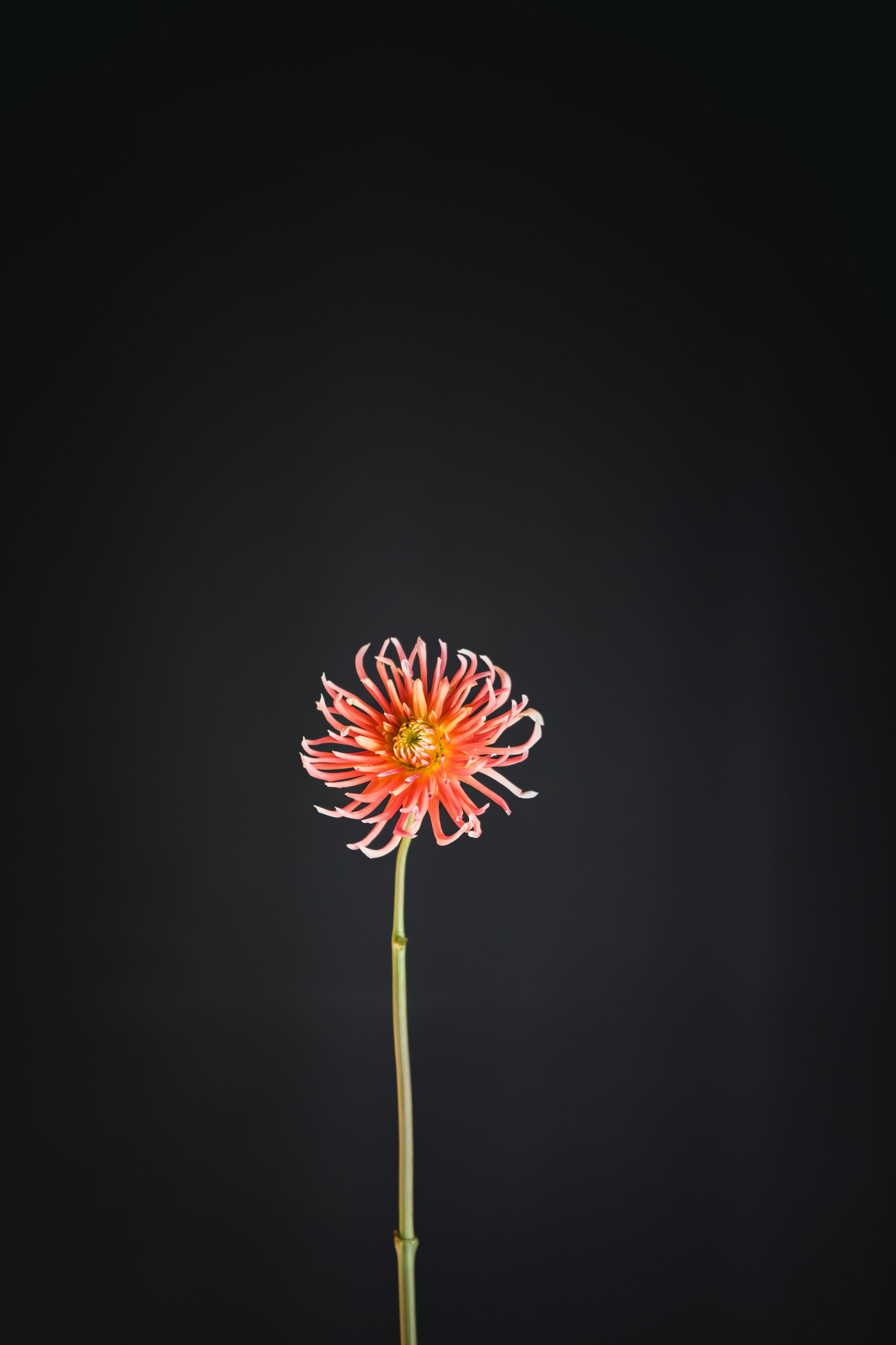 Winkie Paddlewheel | Dahlia Tuber