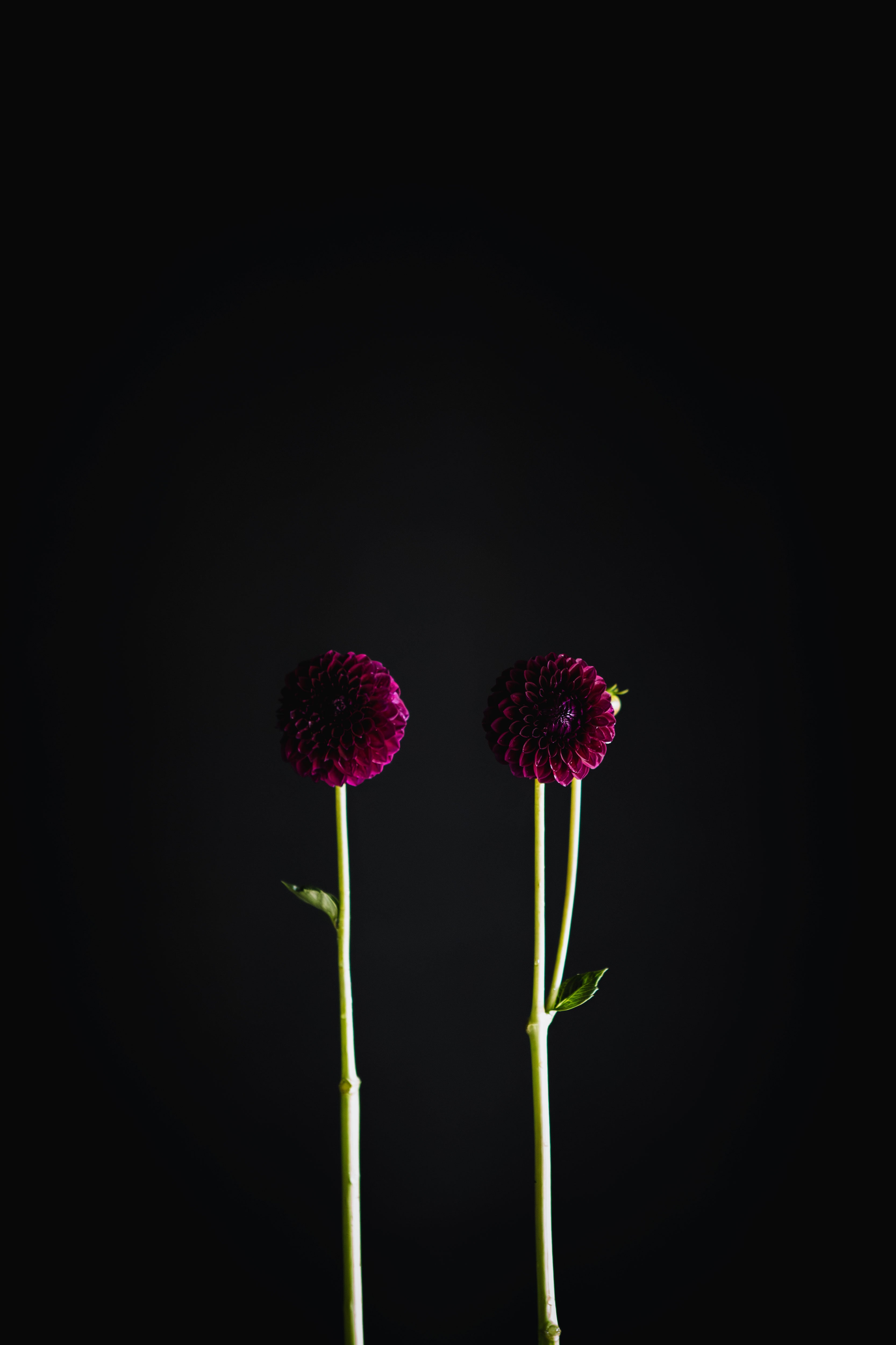 Winkie Raven | Dahlia Tuber