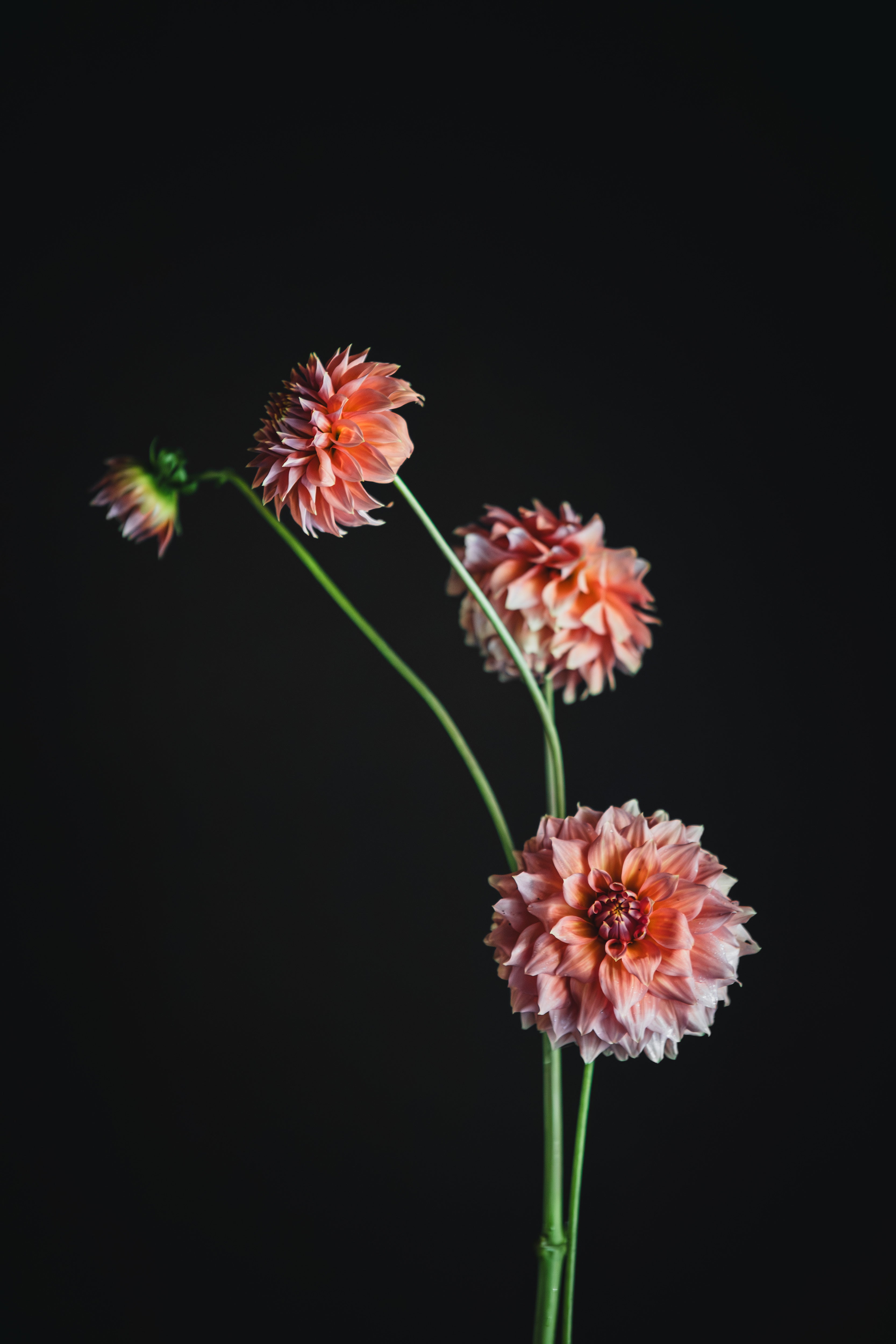 Winkie Rhubarb | Dahlia Tuber