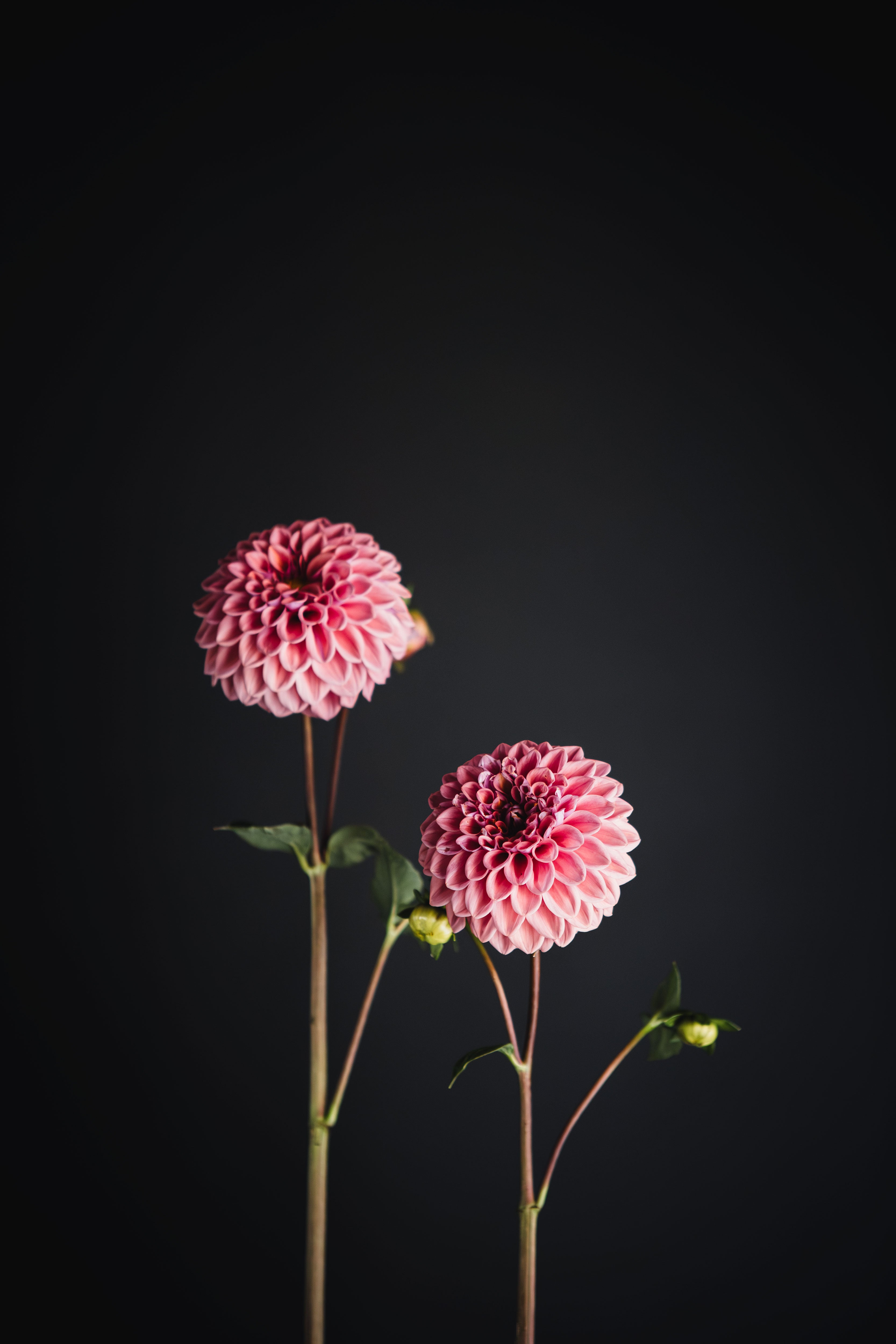 Winkie Truffle | Dahlia Tuber
