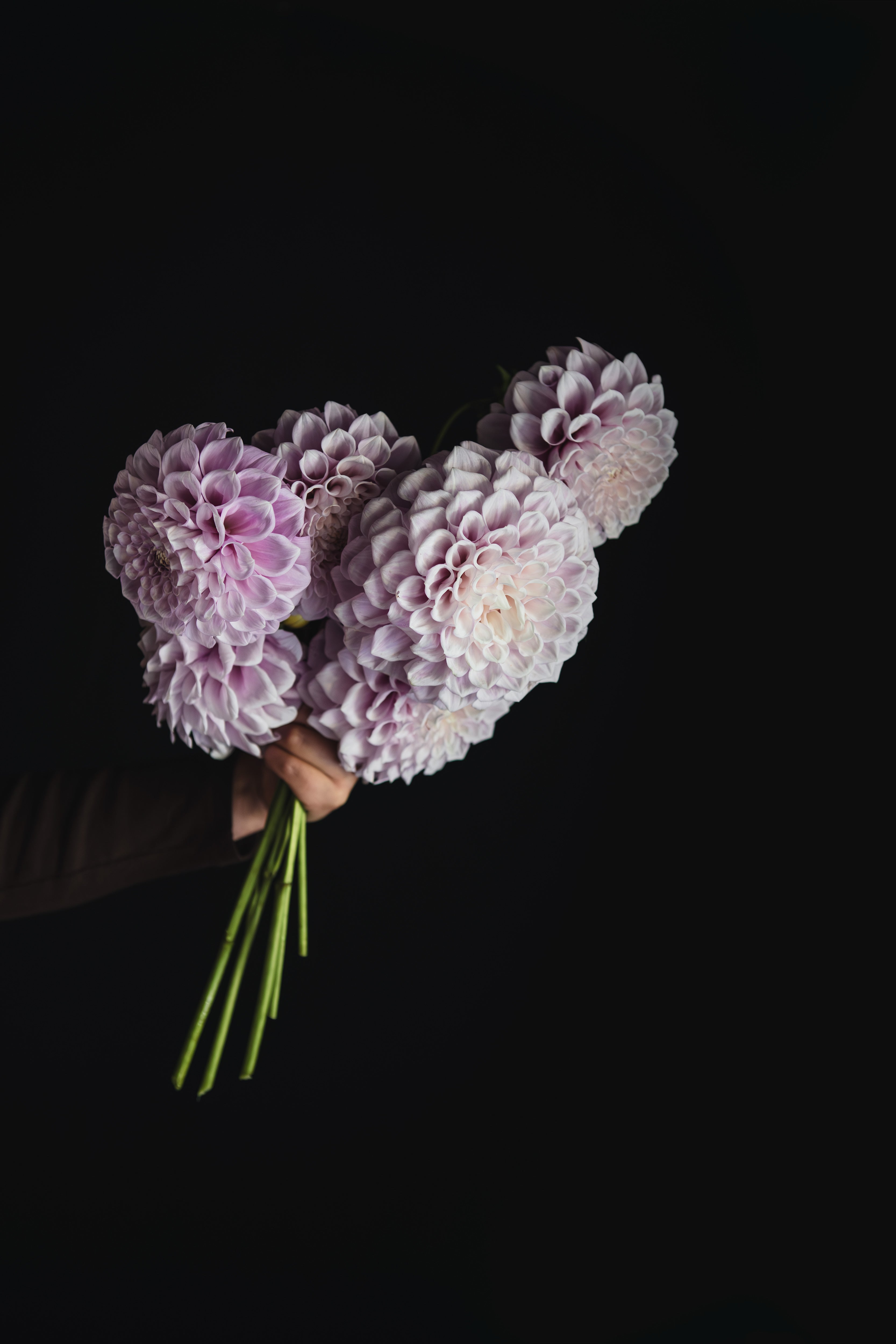 Winkie Wanderer | Dahlia Tuber