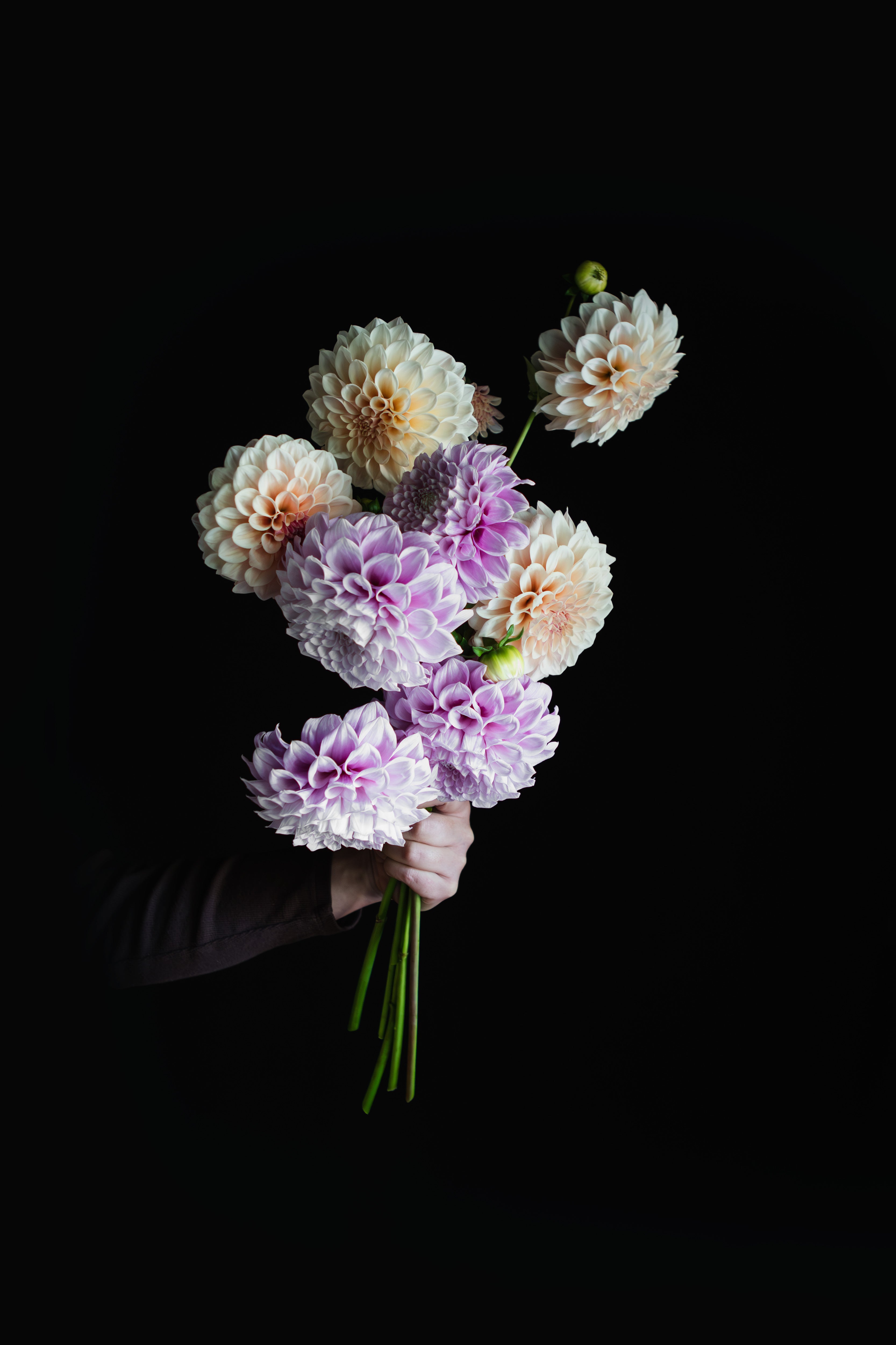 Winkie Wanderer | Dahlia Tuber