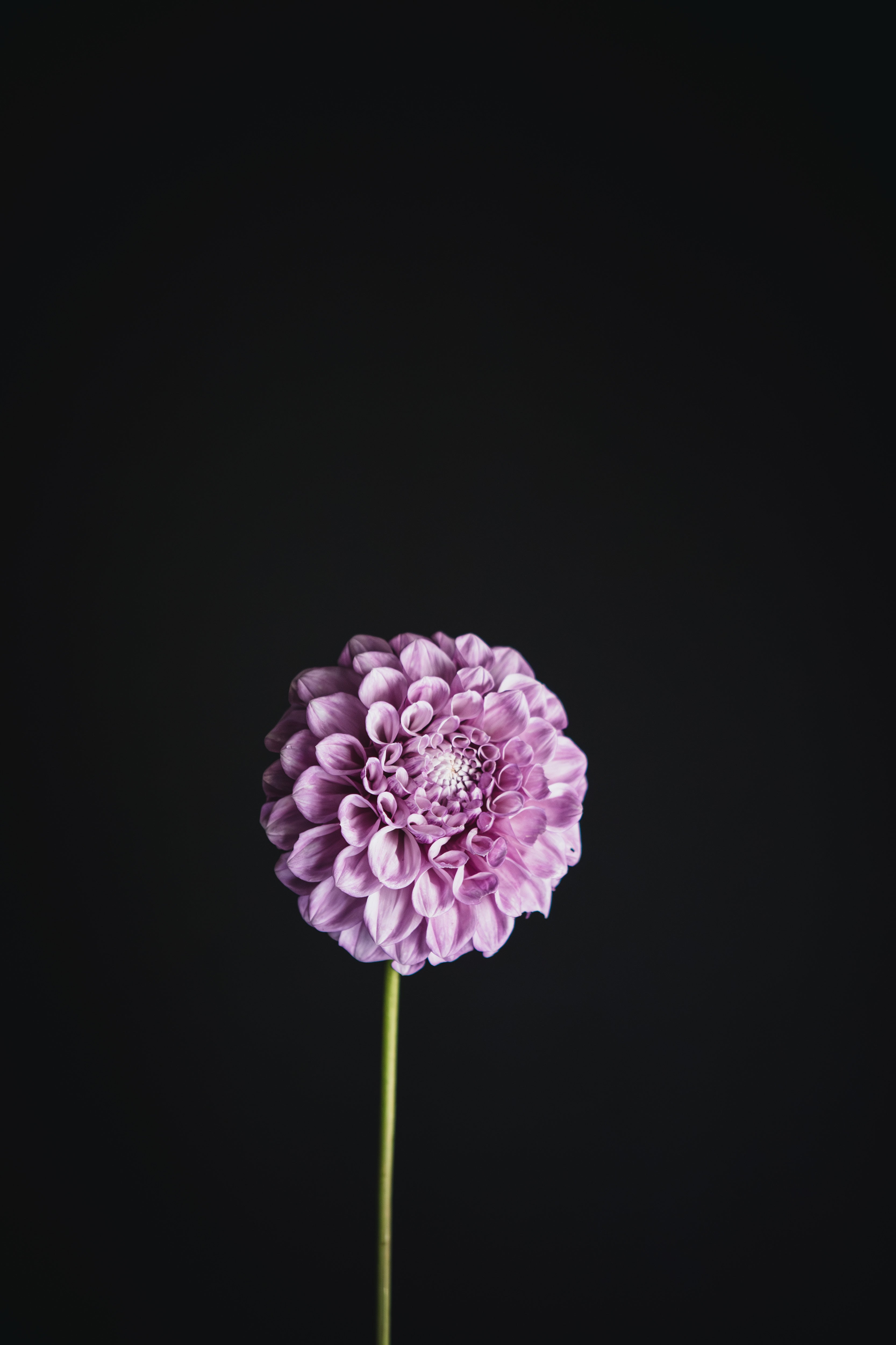 Winkie Wanderer | Dahlia Tuber