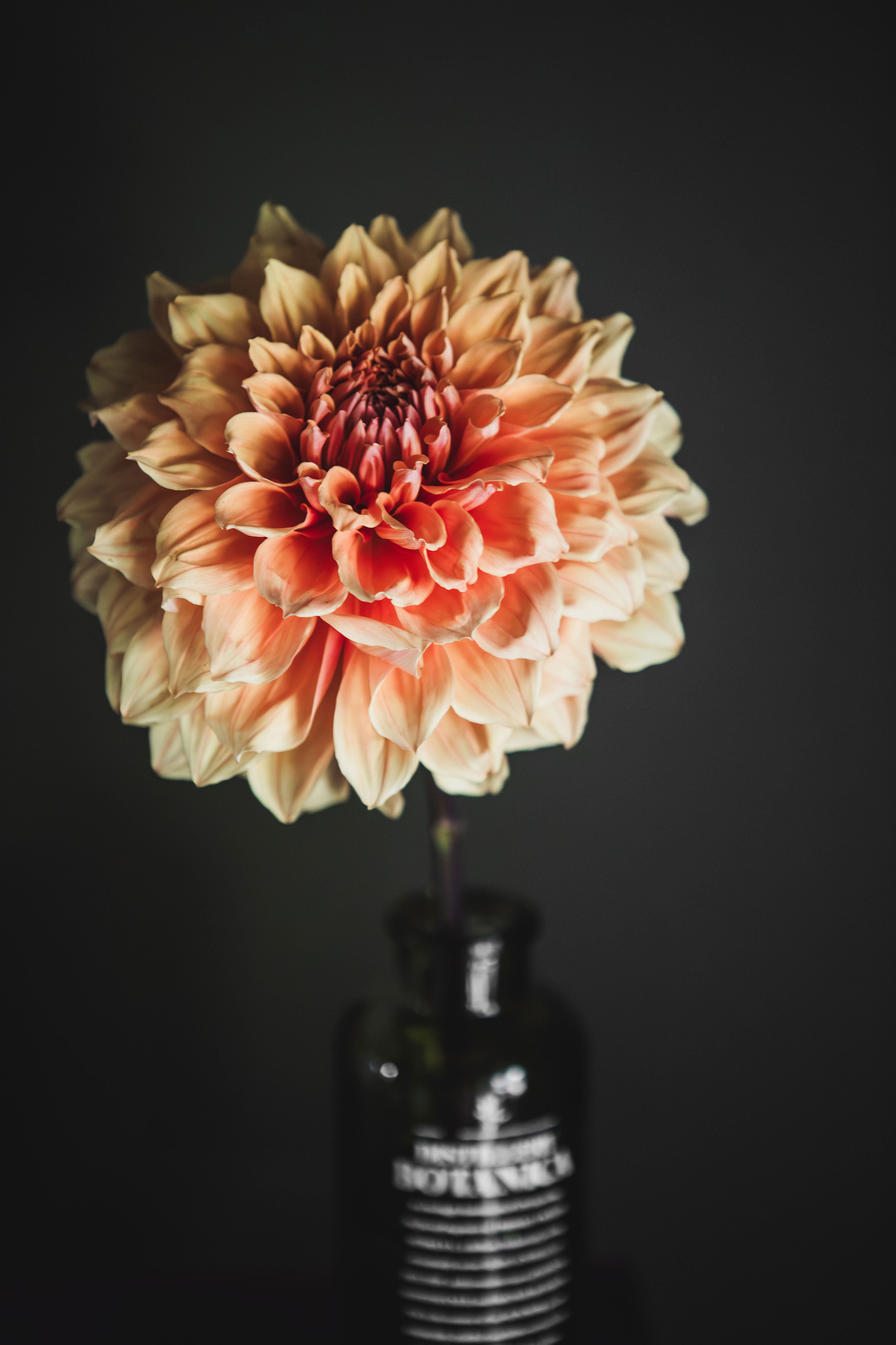 Winkie Whopper | Dahlia Tuber