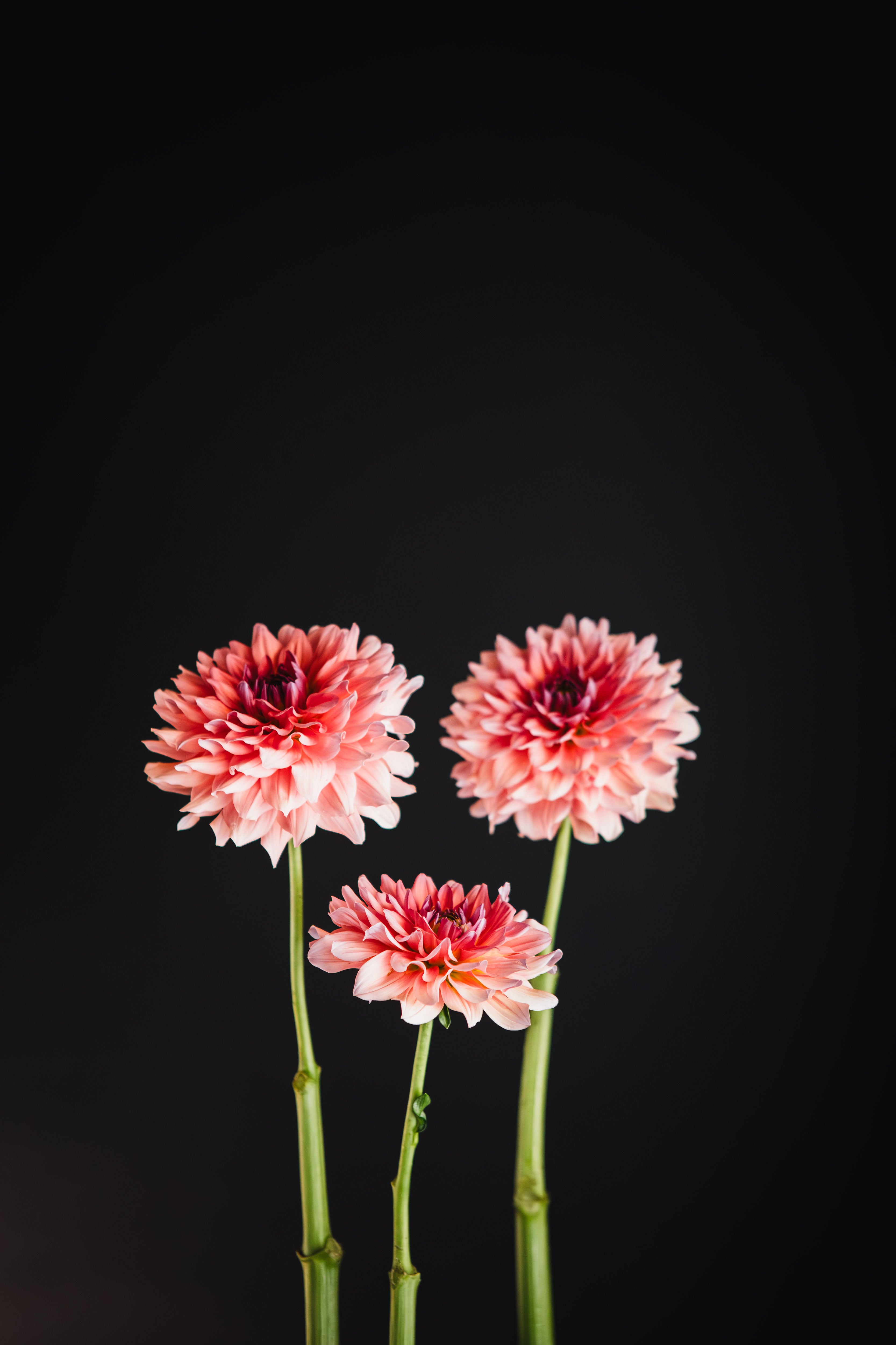 WV Victorian Blush | Dahlia Tuber