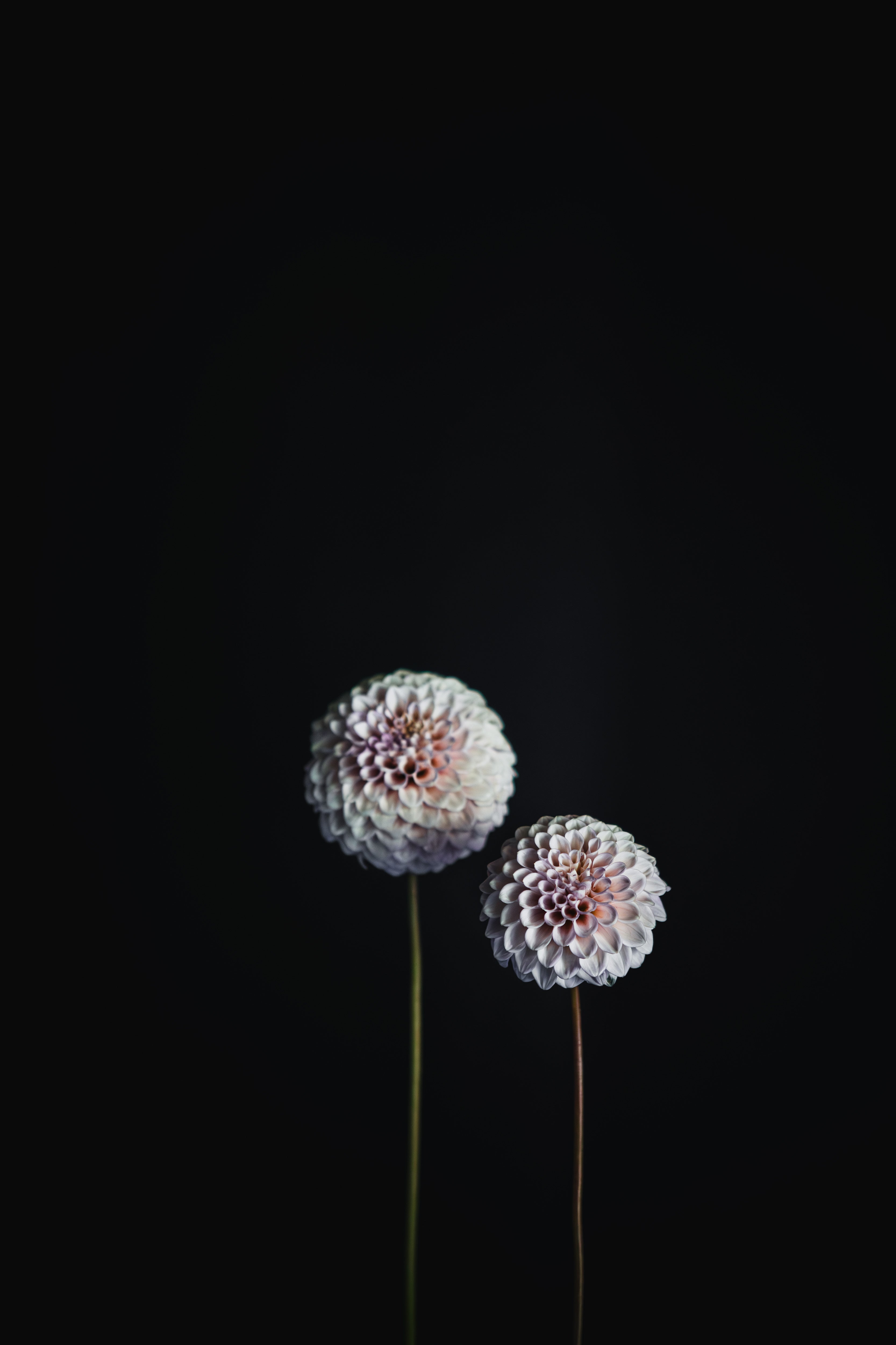 XanZu Maddie | Dahlia Tuber