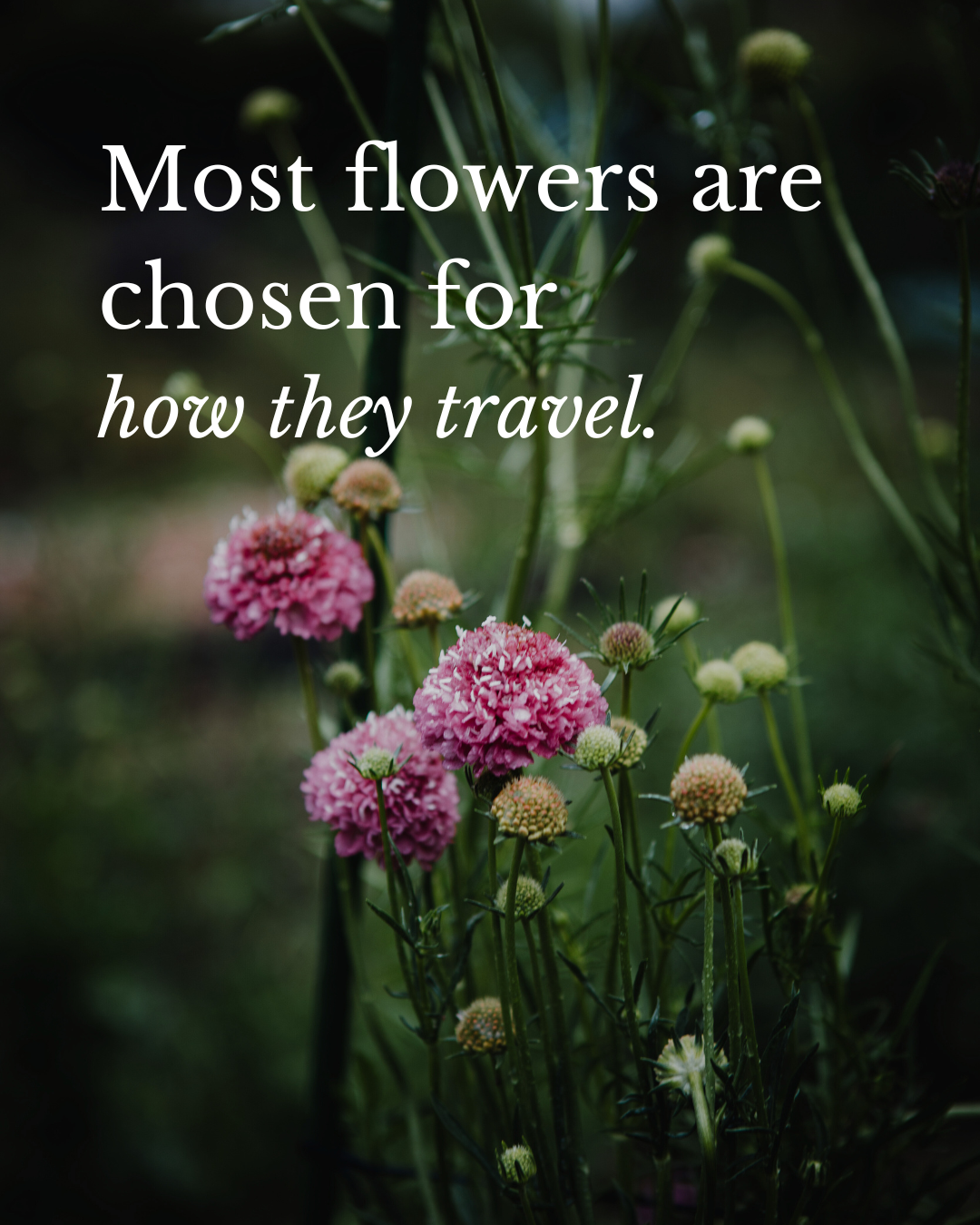 Farm Grown vs Wholesale Flowers: What Melbourne Florists Don’t Always Tell You