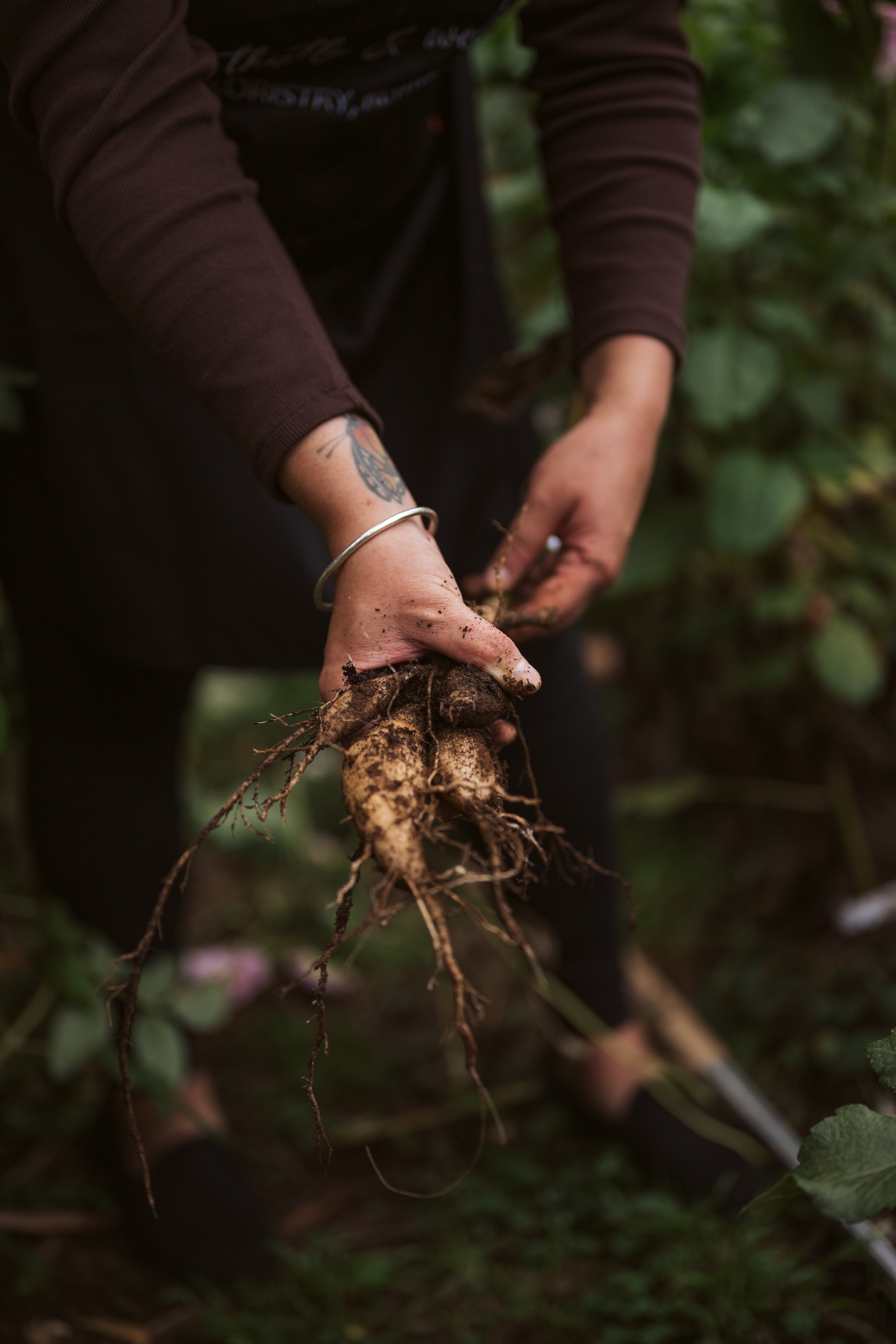 How to Dig, Divide and Store Dahlia Tubers